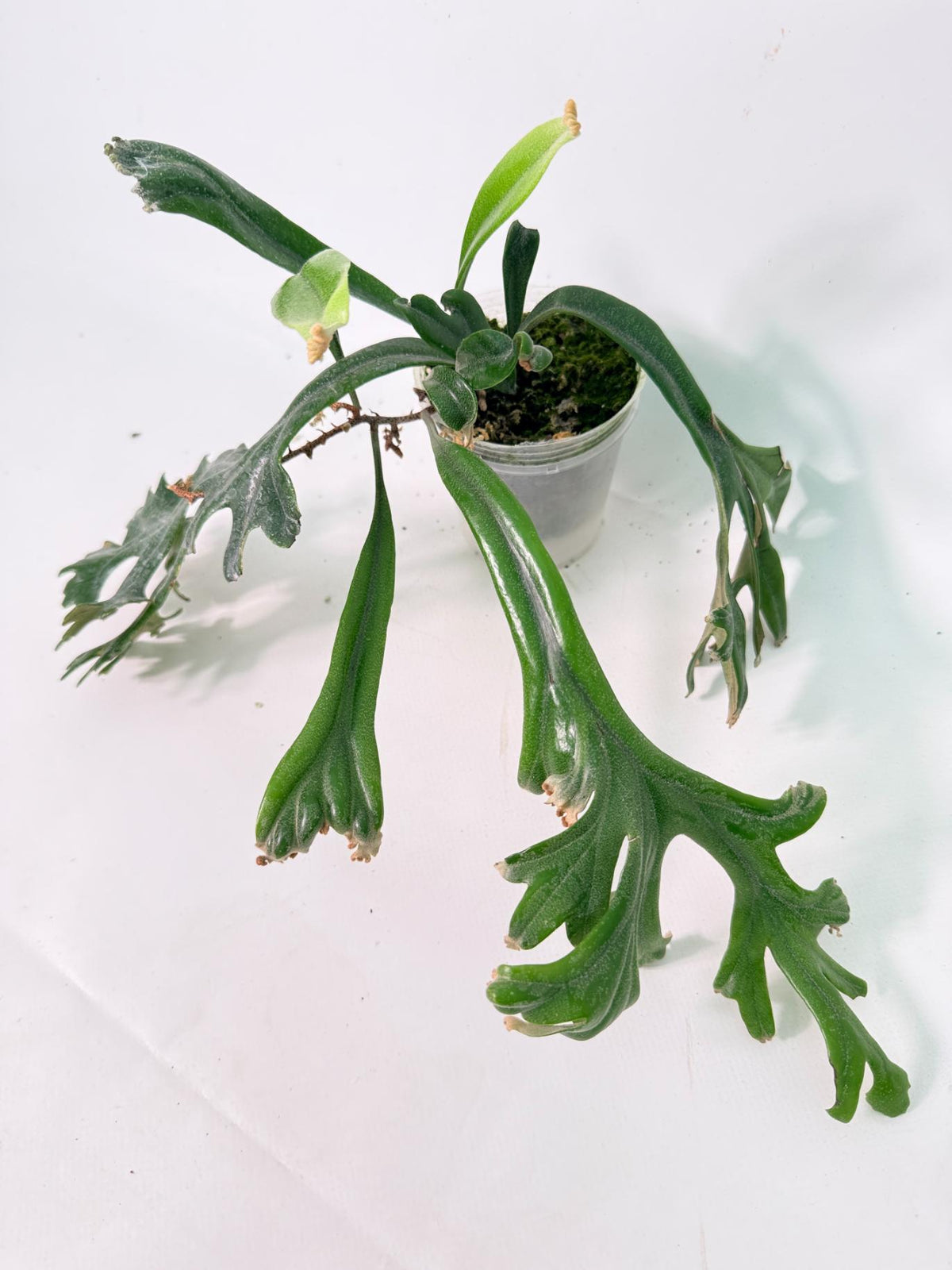 Polypodium Longifolia Crested Leaf 01