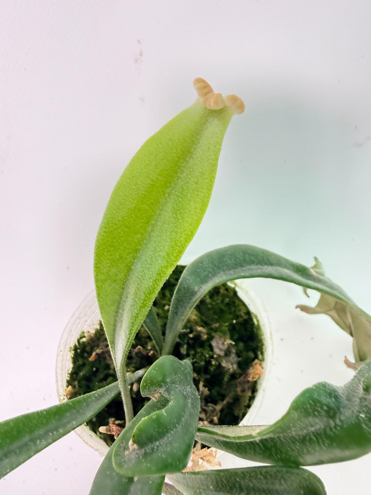 Polypodium Longifolia Crested Leaf 02