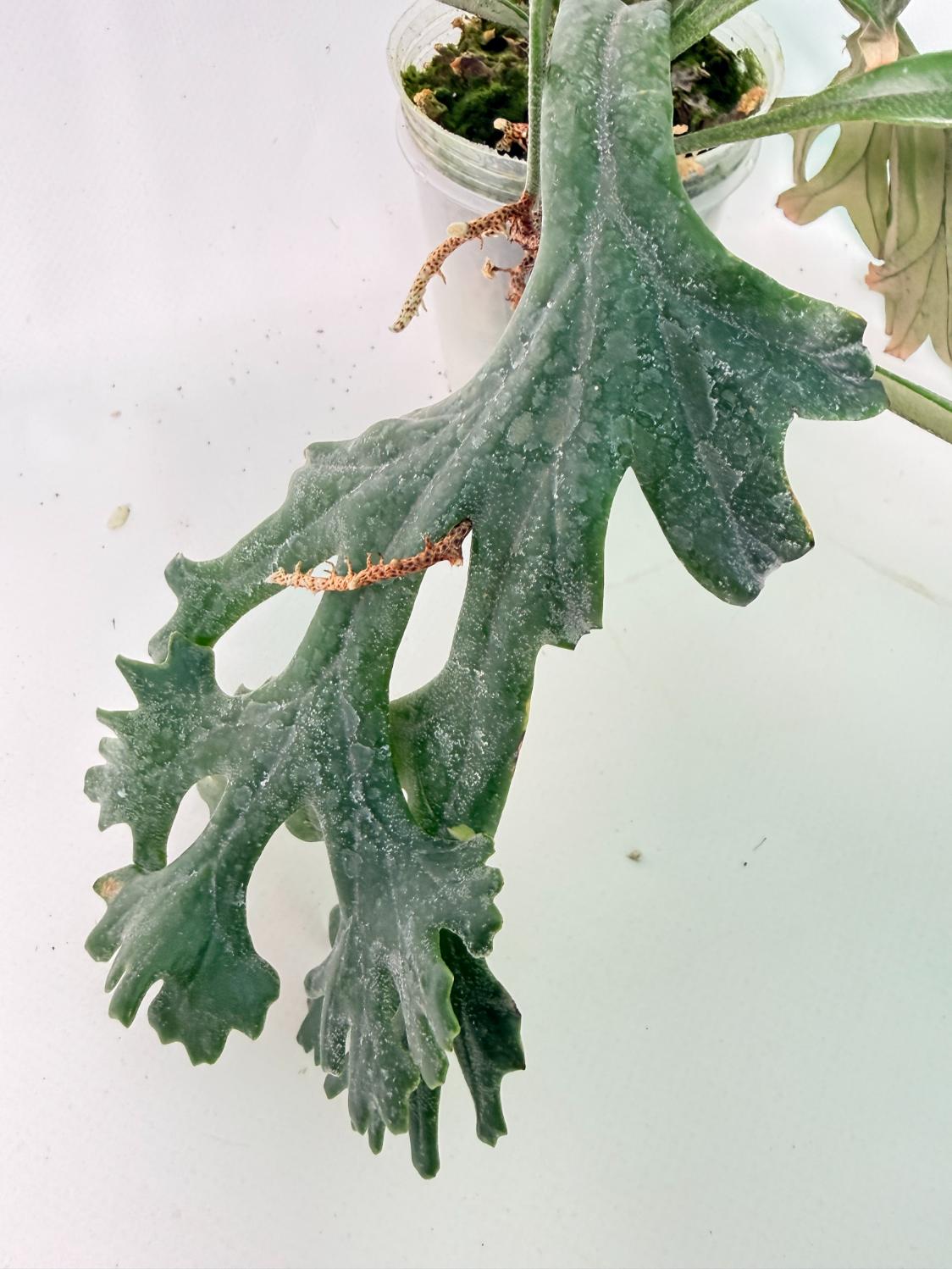 Polypodium Longifolia Crested Leaf 03
