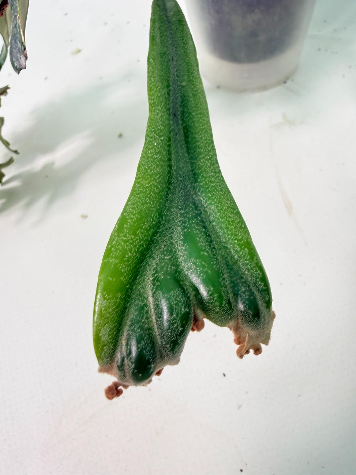 Polypodium Longifolia Crested Leaf 04