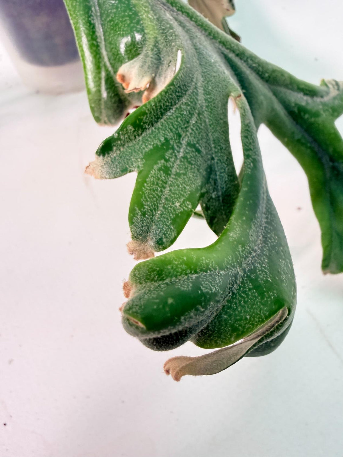 Polypodium Longifolia Crested Leaf 05