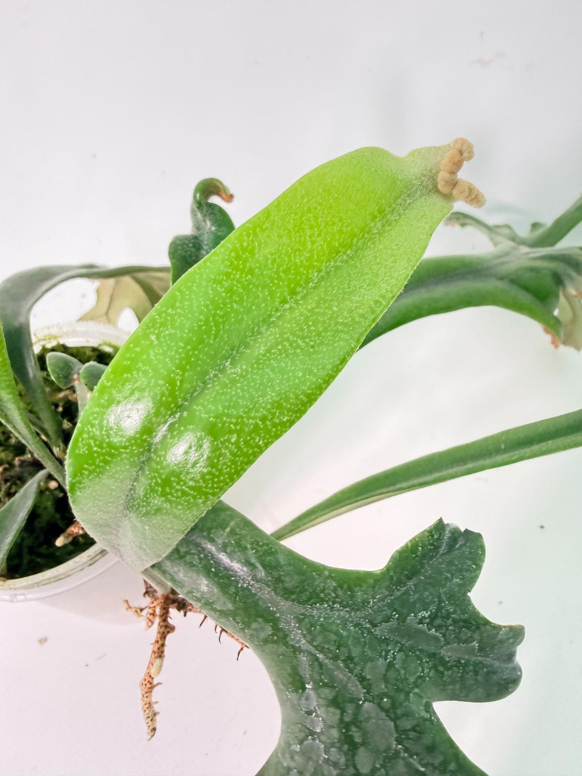 Polypodium Longifolia Crested Leaf 6