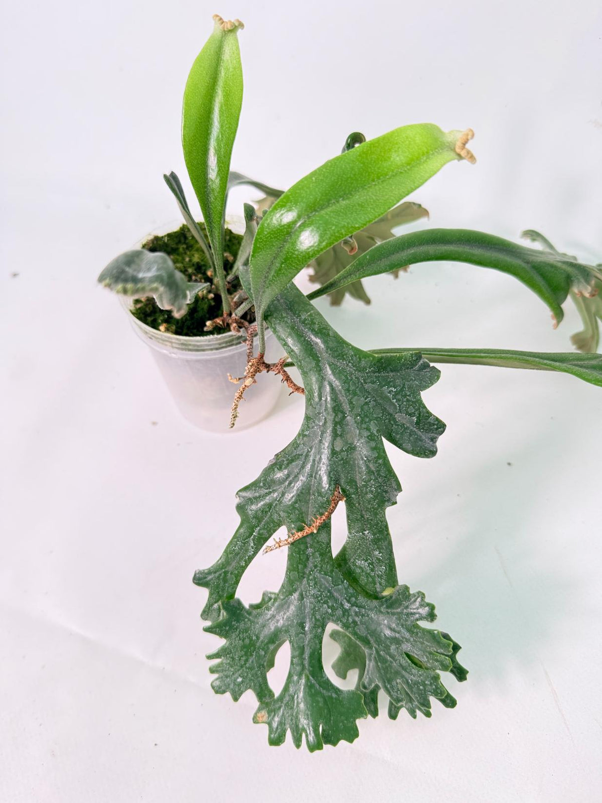 Polypodium Longifolia Crested Leaf 07