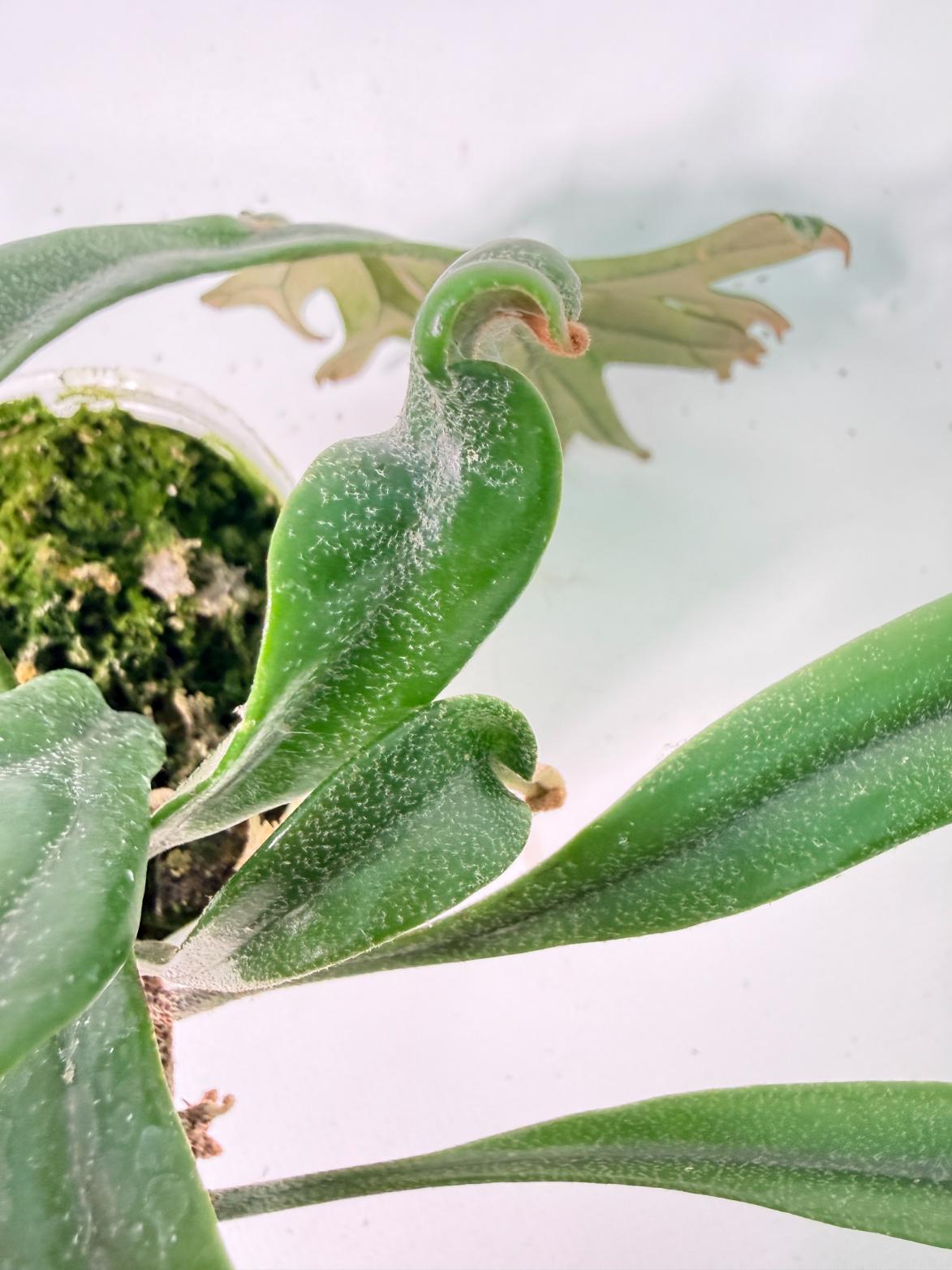 Polypodium Longifolia Crested Leaf 08