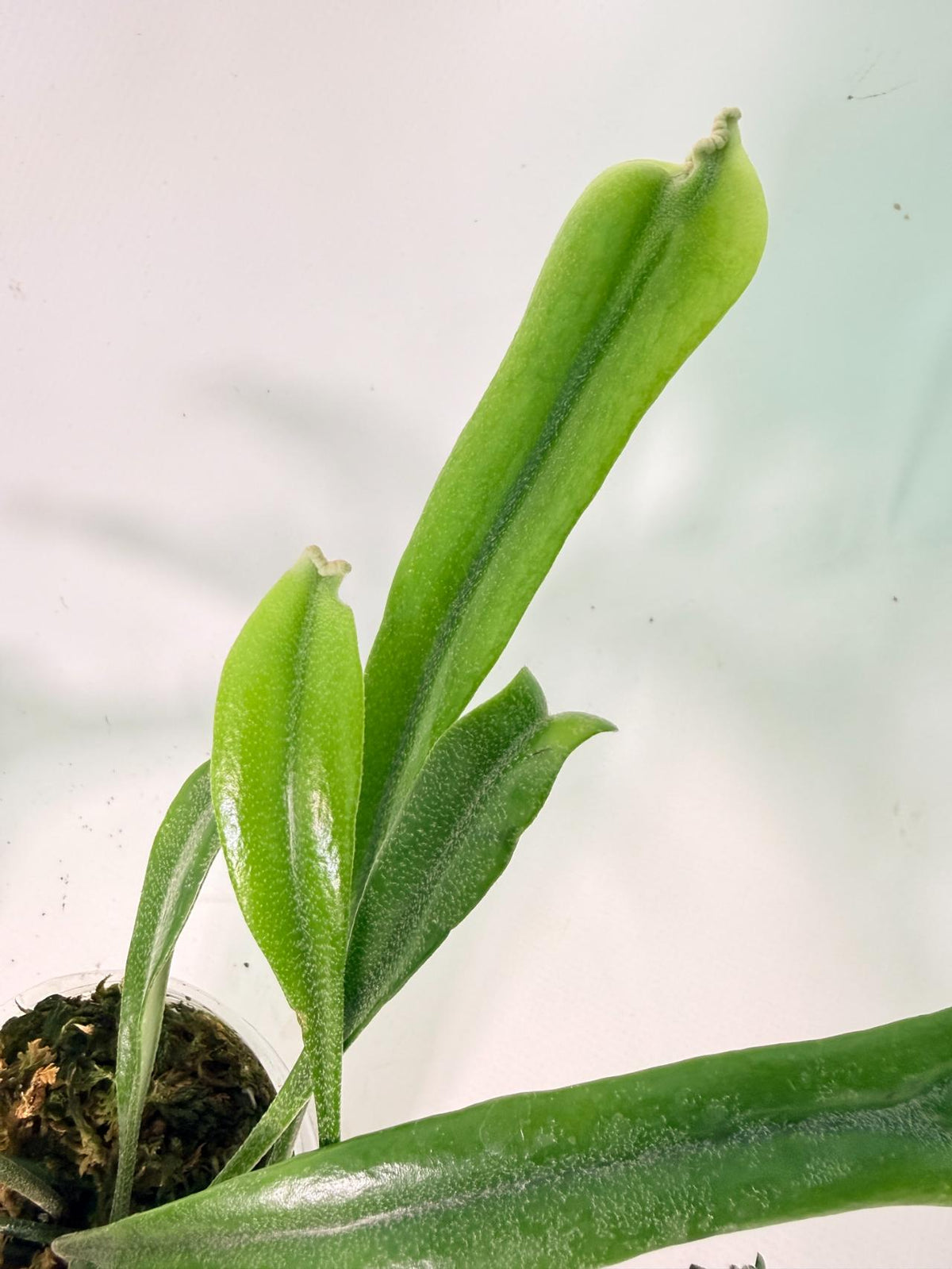 Polypodium Longifolia Crested Leaf 09