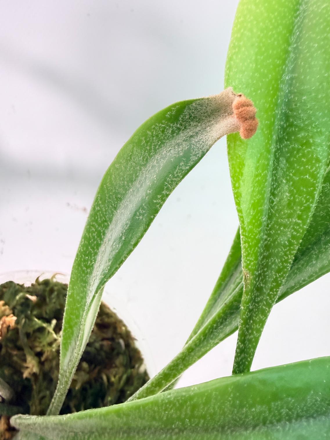 Polypodium Longifolia Crested Leaf 10
