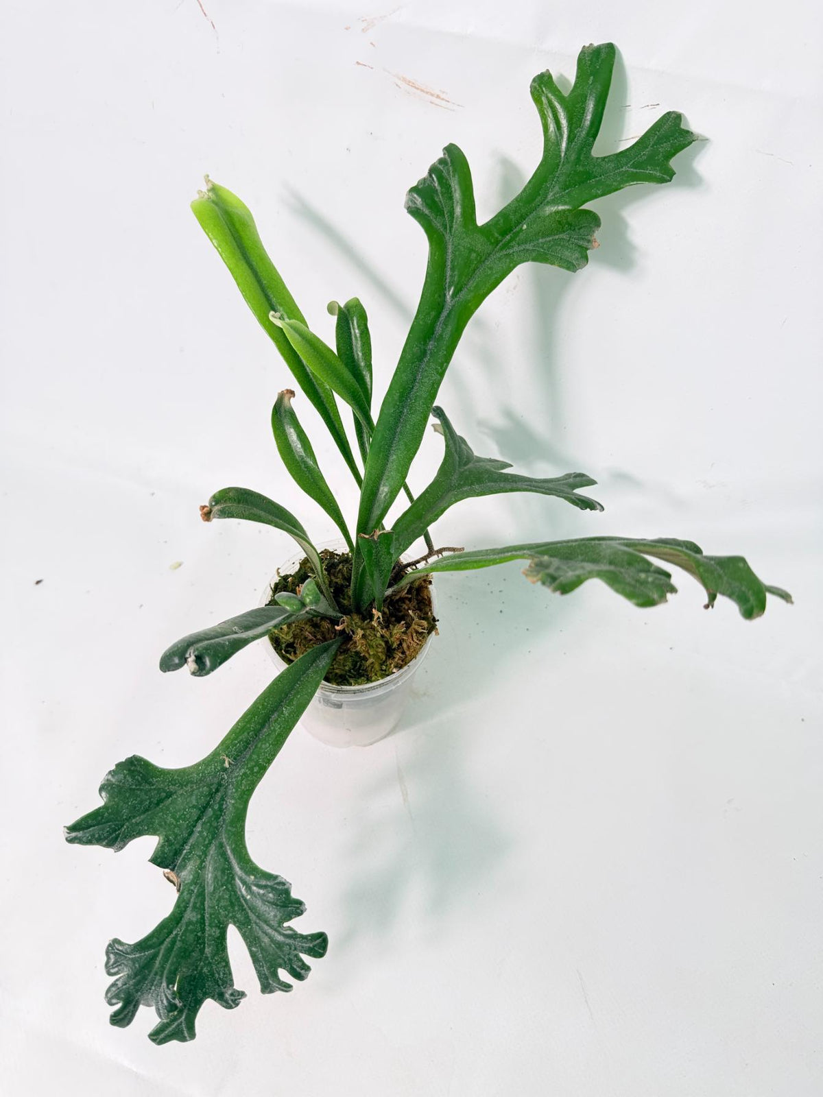 Polypodium Longifolia Crested Leaf 01