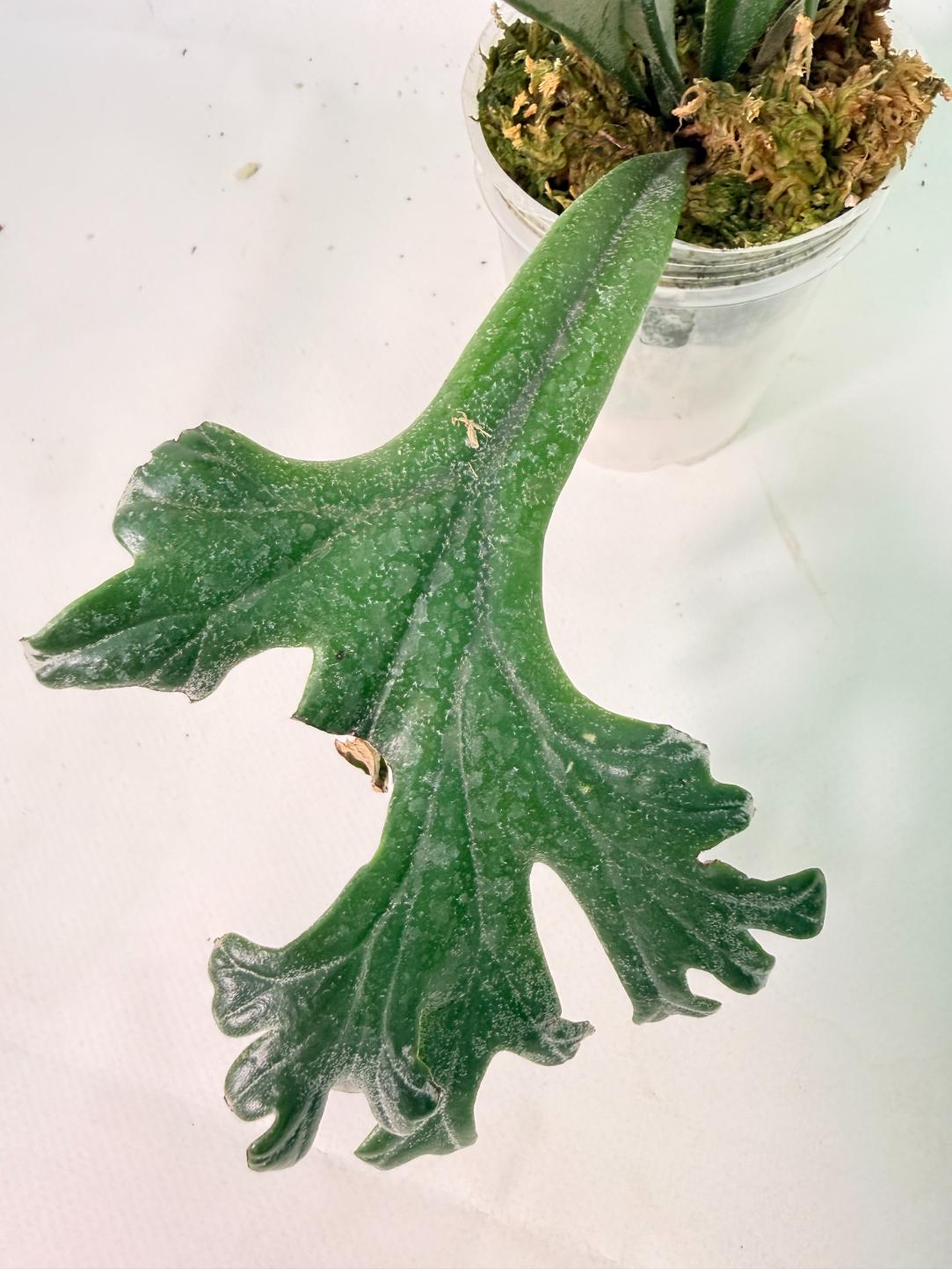 Polypodium Longifolia Crested Leaf 02