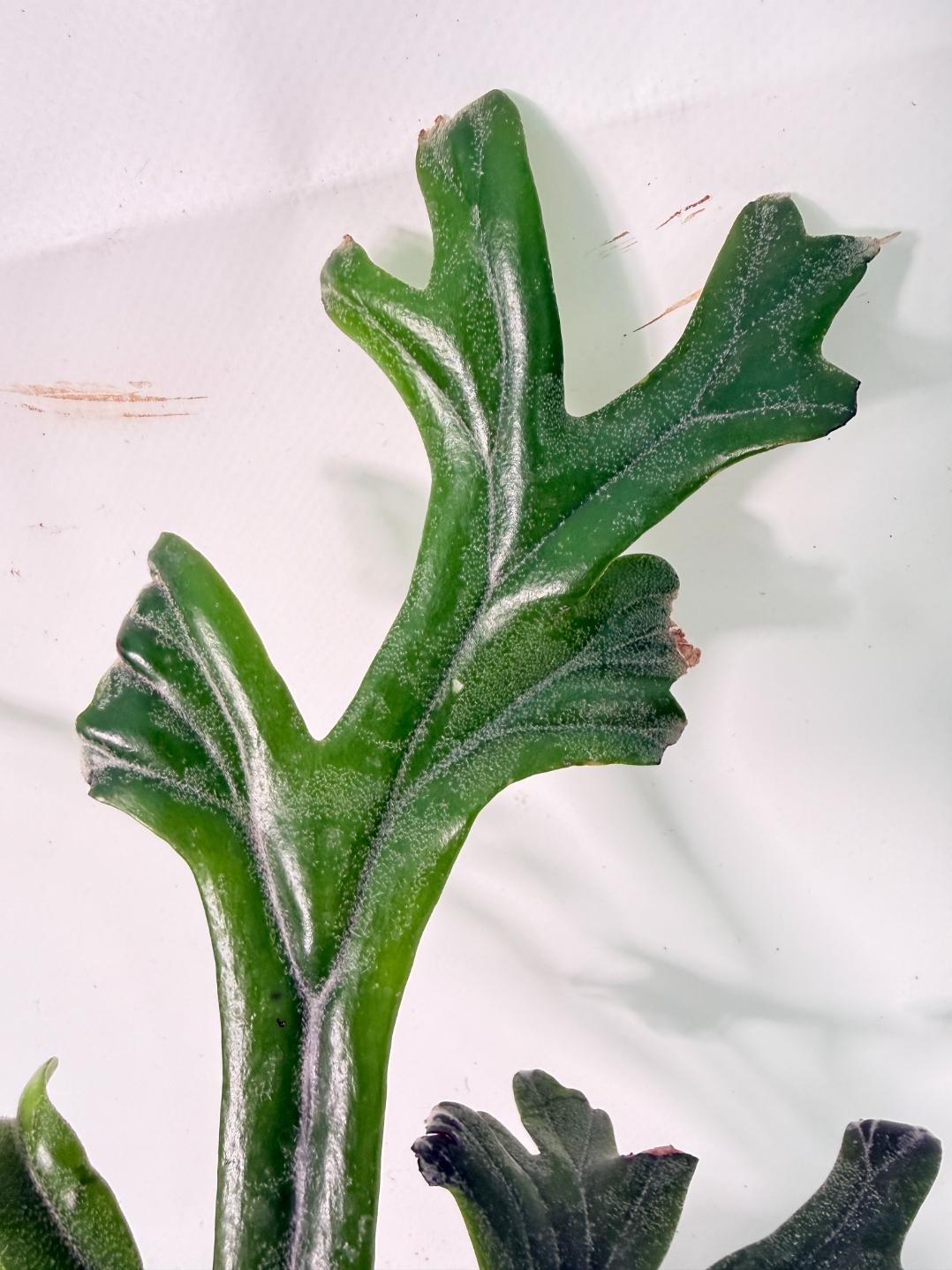 Polypodium Longifolia Crested Leaf 03
