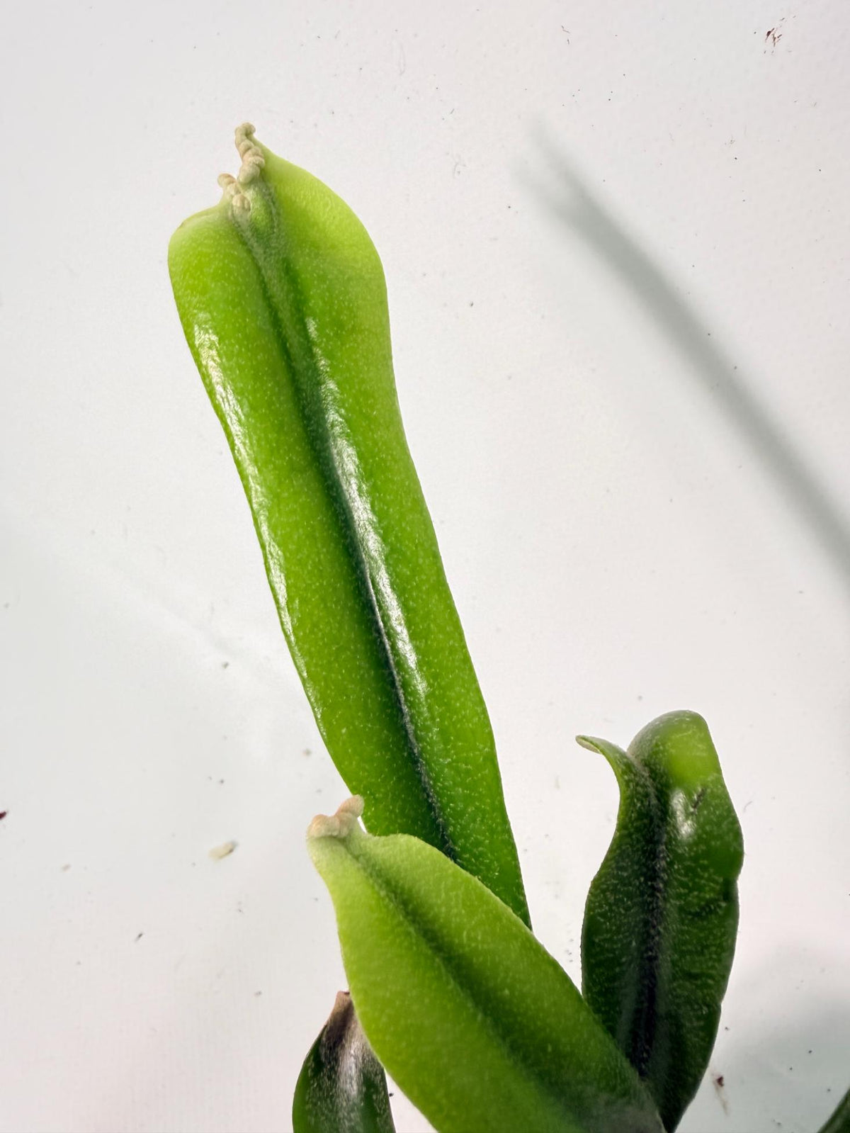 Polypodium Longifolia Crested Leaf 04