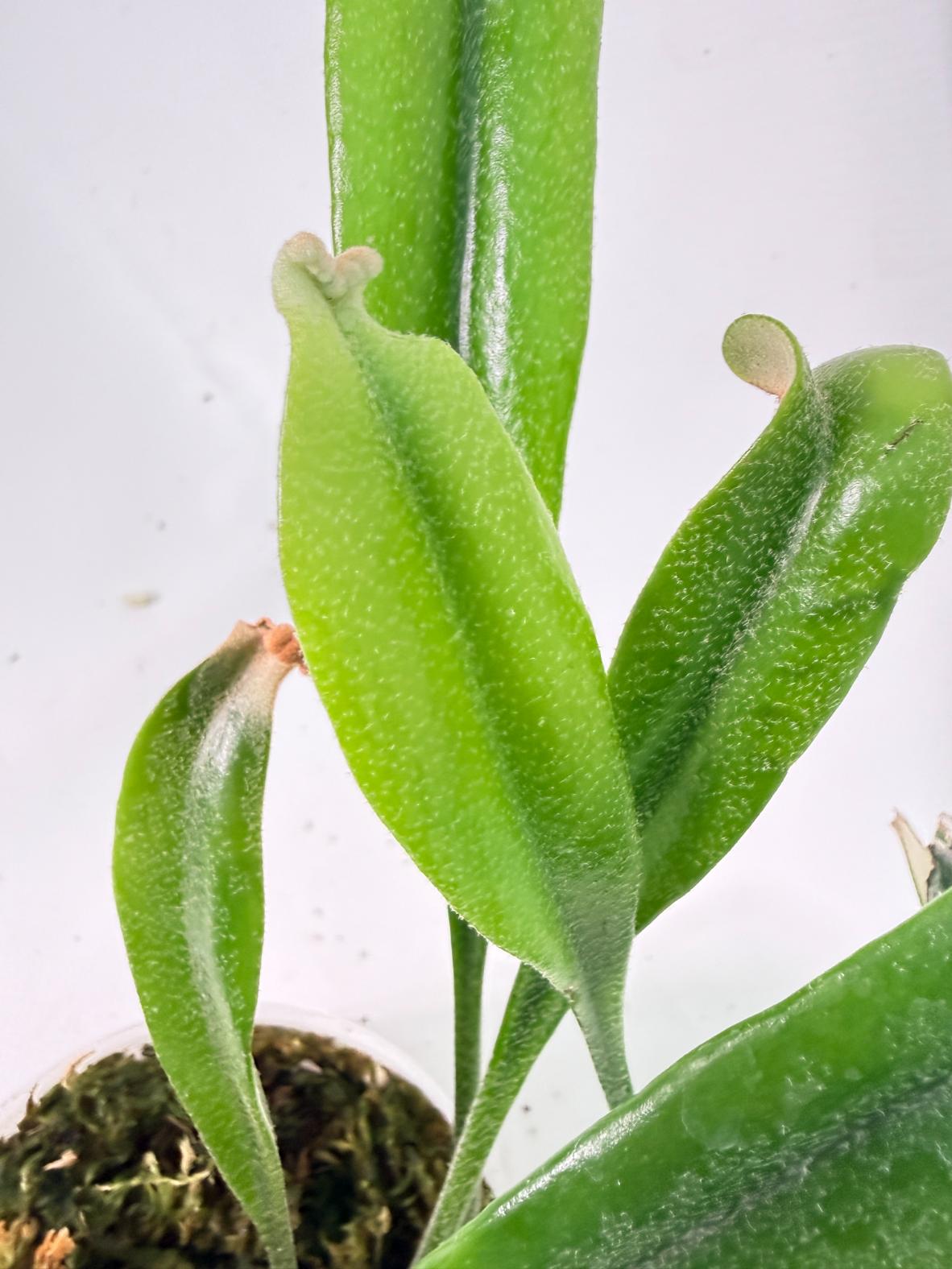 Polypodium Longifolia Crested Leaf 05