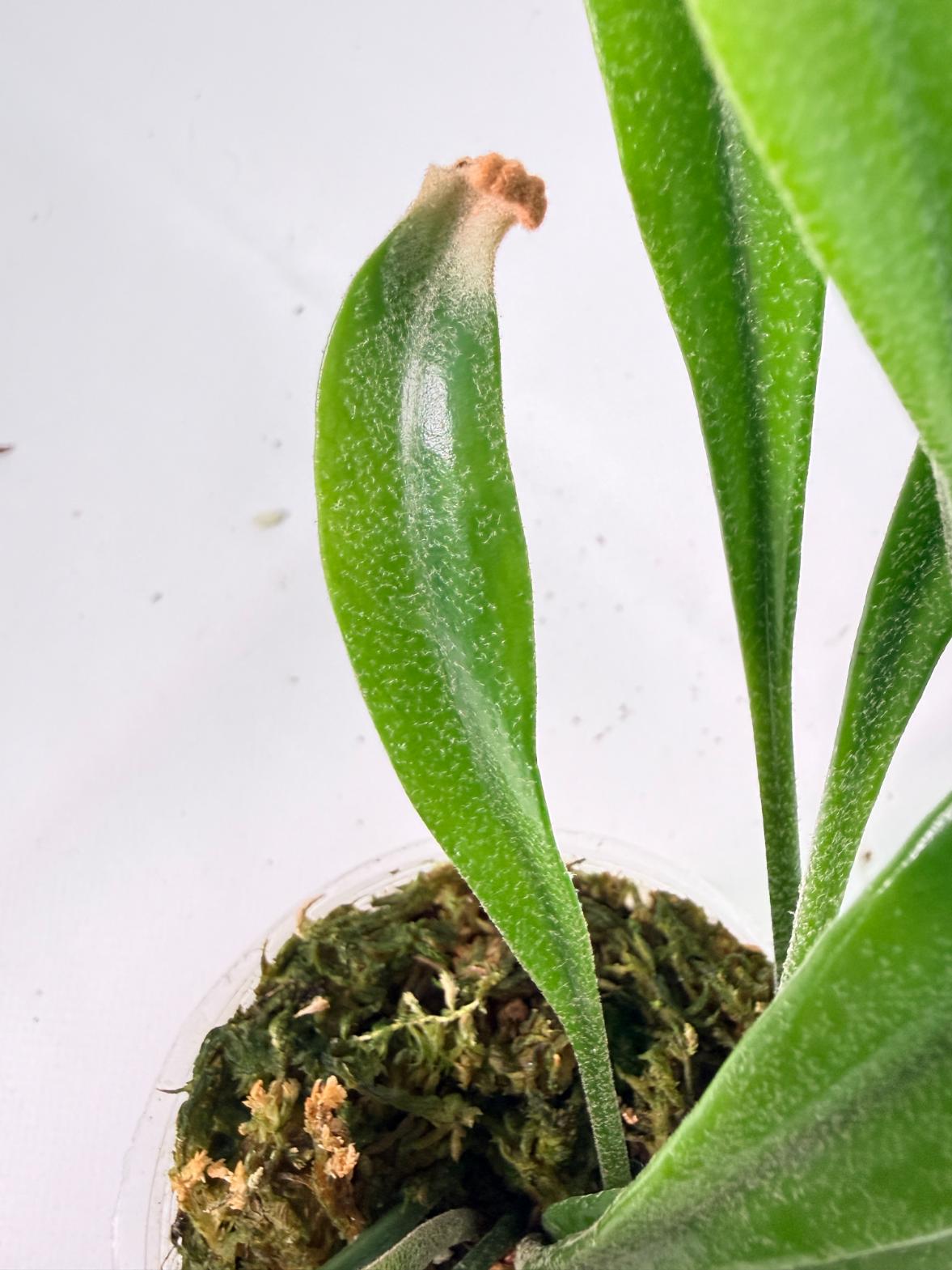 Polypodium Longifolia Crested Leaf 06