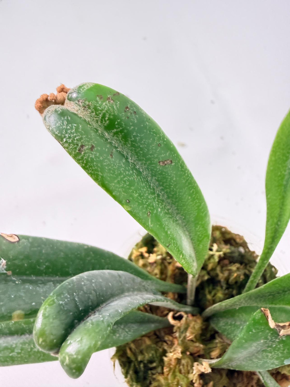 Polypodium Longifolia Crested Leaf 07