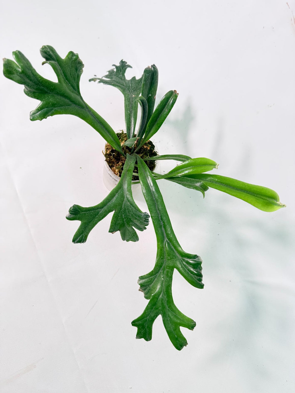 Polypodium Longifolia Crested Leaf 08