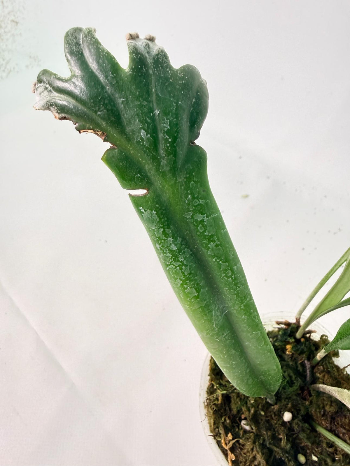 Platycerium Veitchii + mounted on the board 09