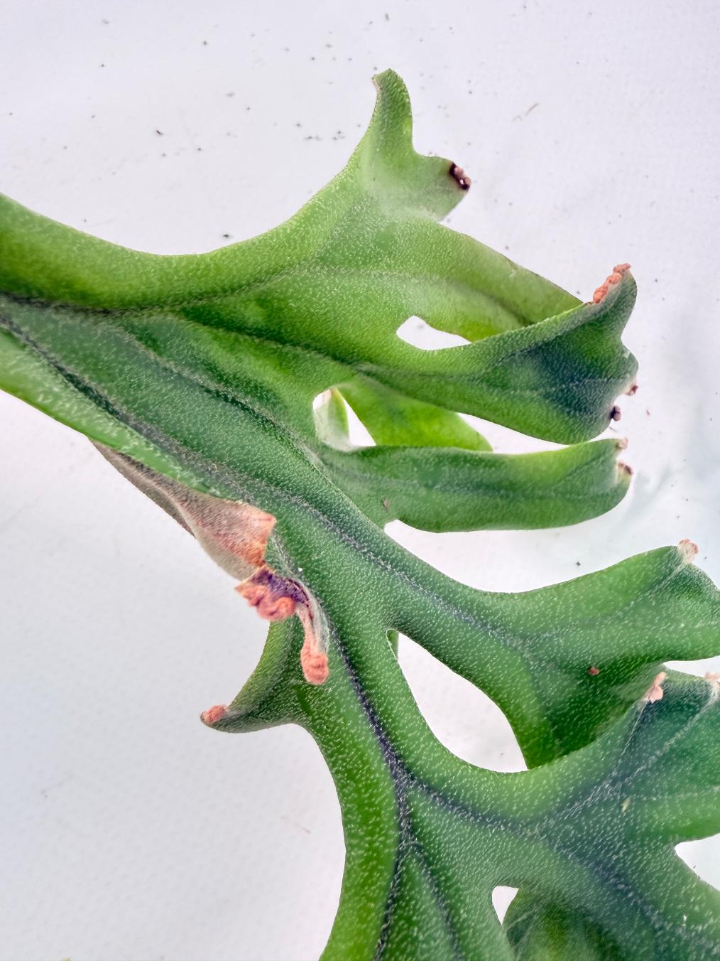 Platycerium Veitchii + mounted on the board 10