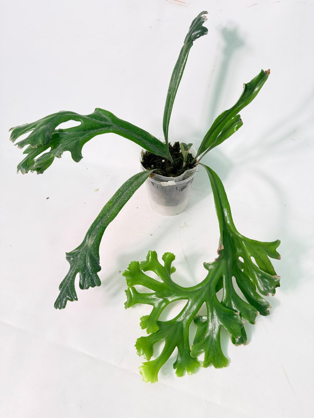Platycerium Veitchii + mounted on the board 01