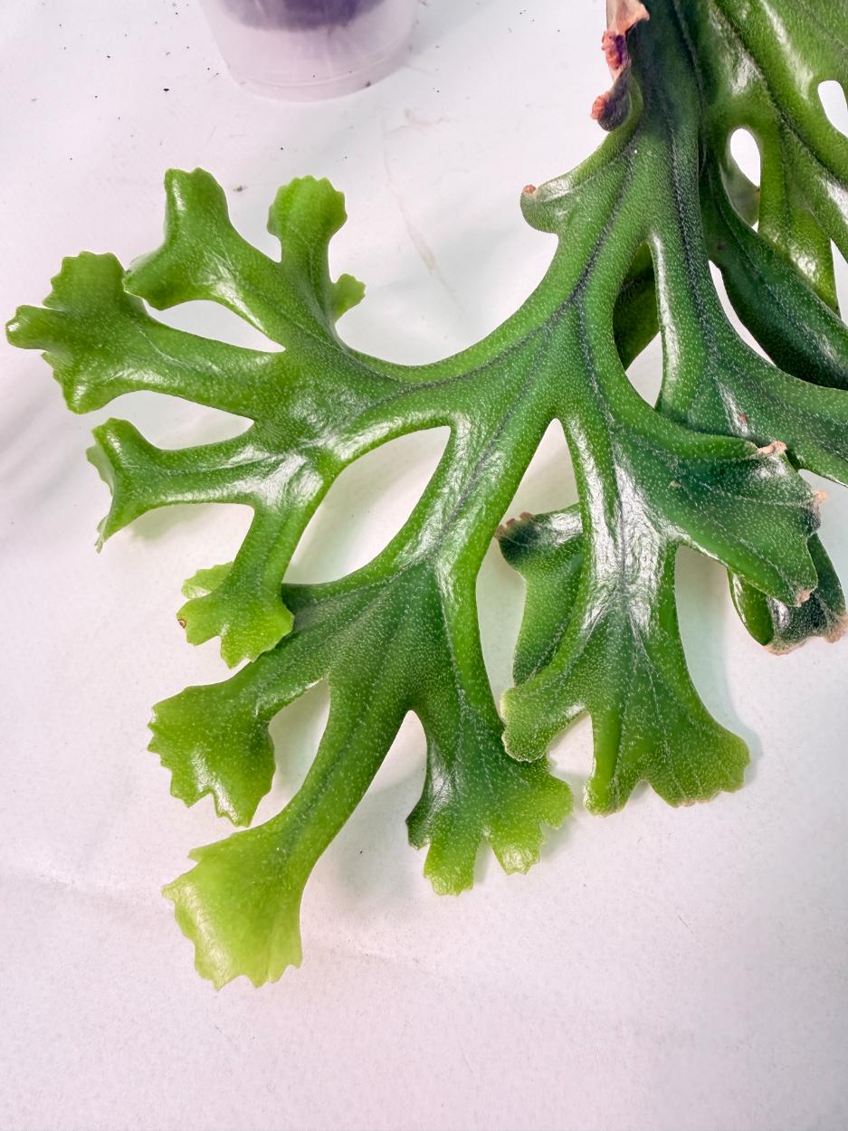 Platycerium Veitchii + mounted on the board 02