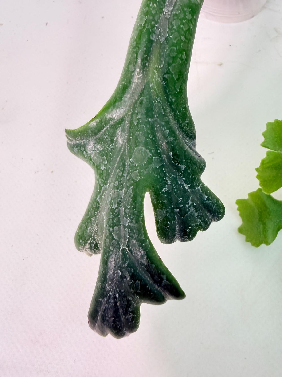 Platycerium Veitchii + mounted on the board 03