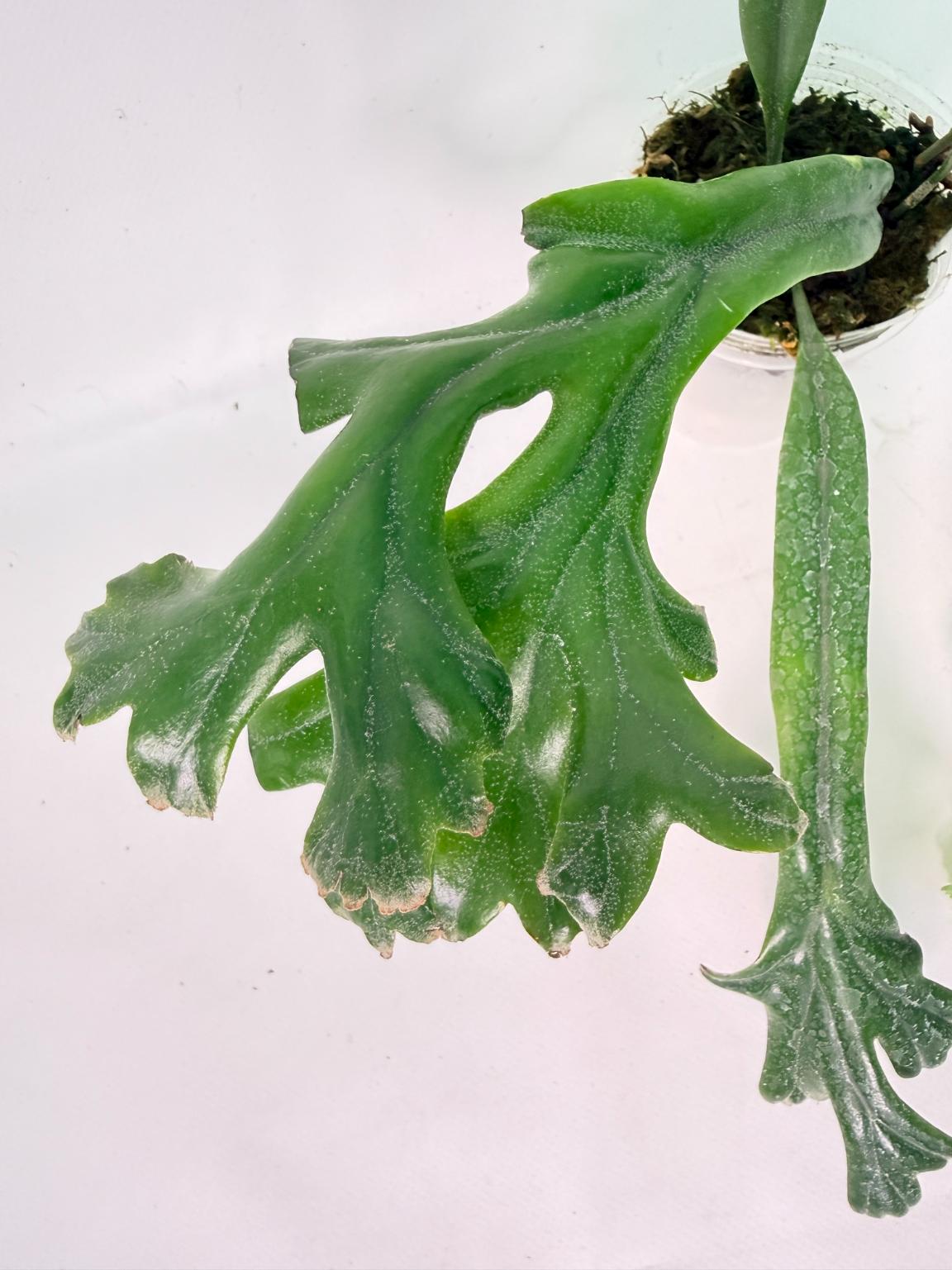 Platycerium Veitchii + mounted on the board 04