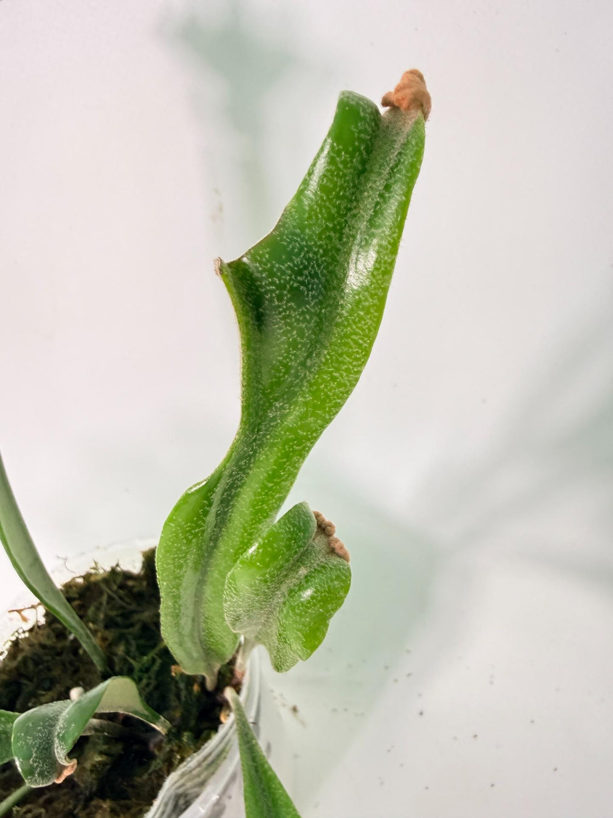 Platycerium Veitchii + mounted on the board 05