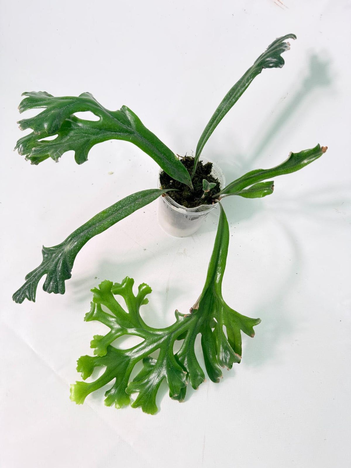 Platycerium Veitchii + mounted on the board 06