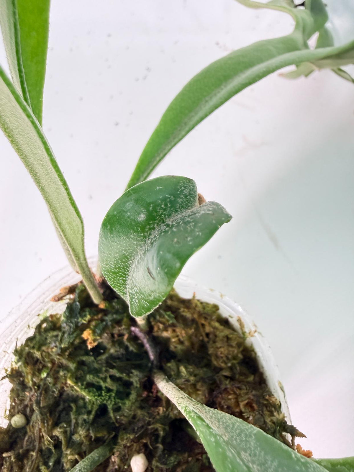 Platycerium Veitchii + mounted on the board 07