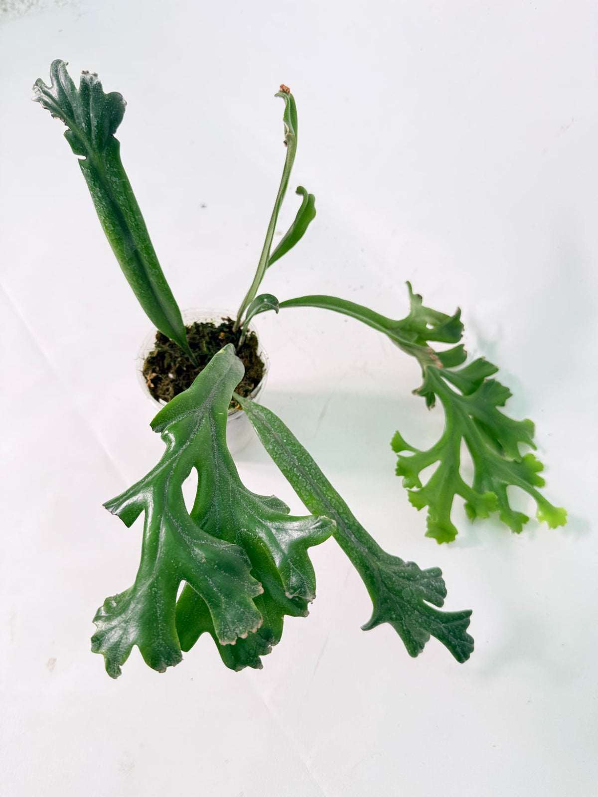 Platycerium Veitchii + mounted on the board 08