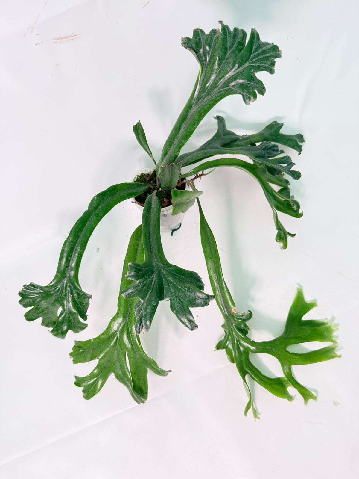 Polypodium Longifolia Crested Leaf 09