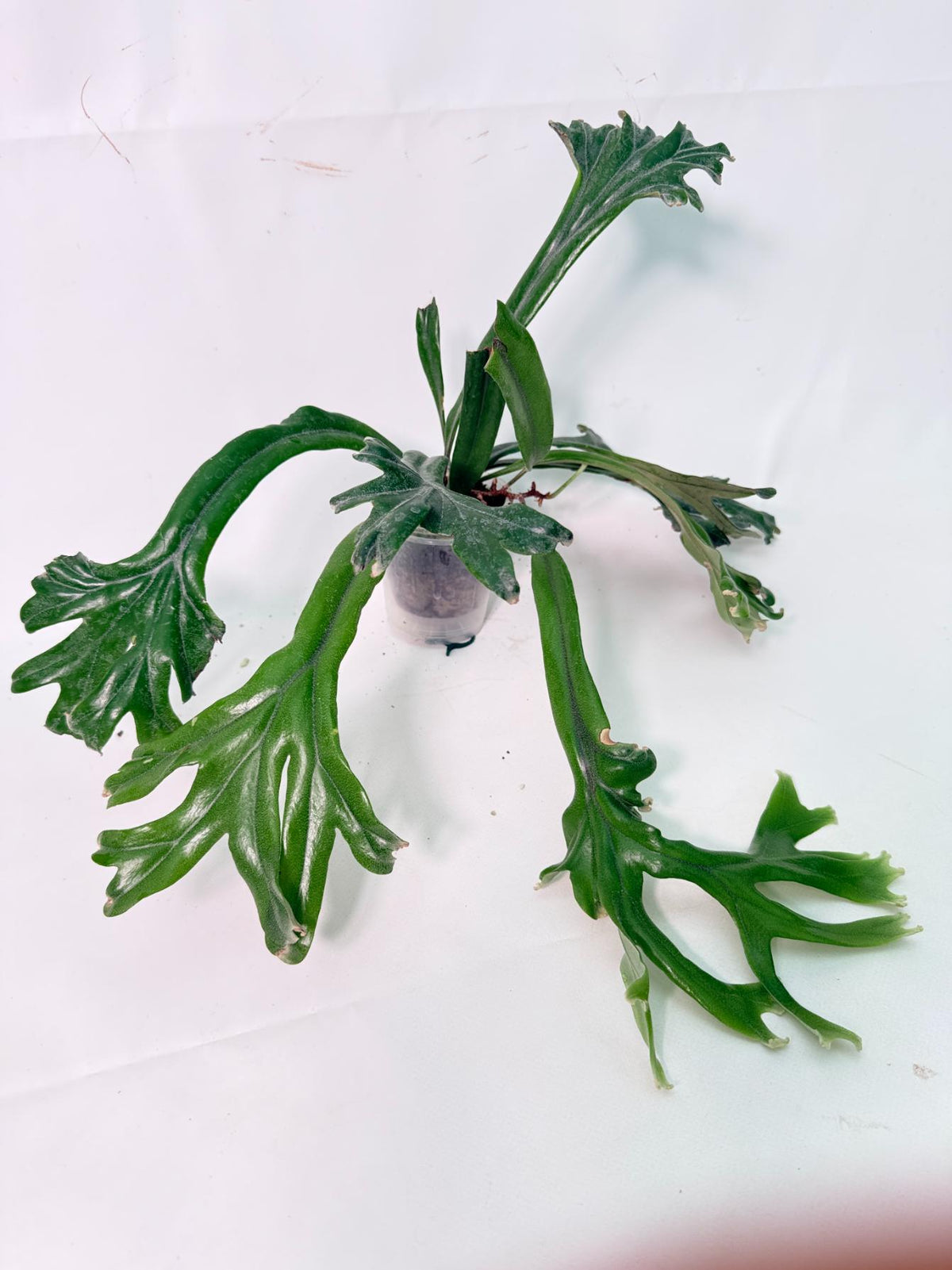 Polypodium Longifolia Crested Leaf 10
