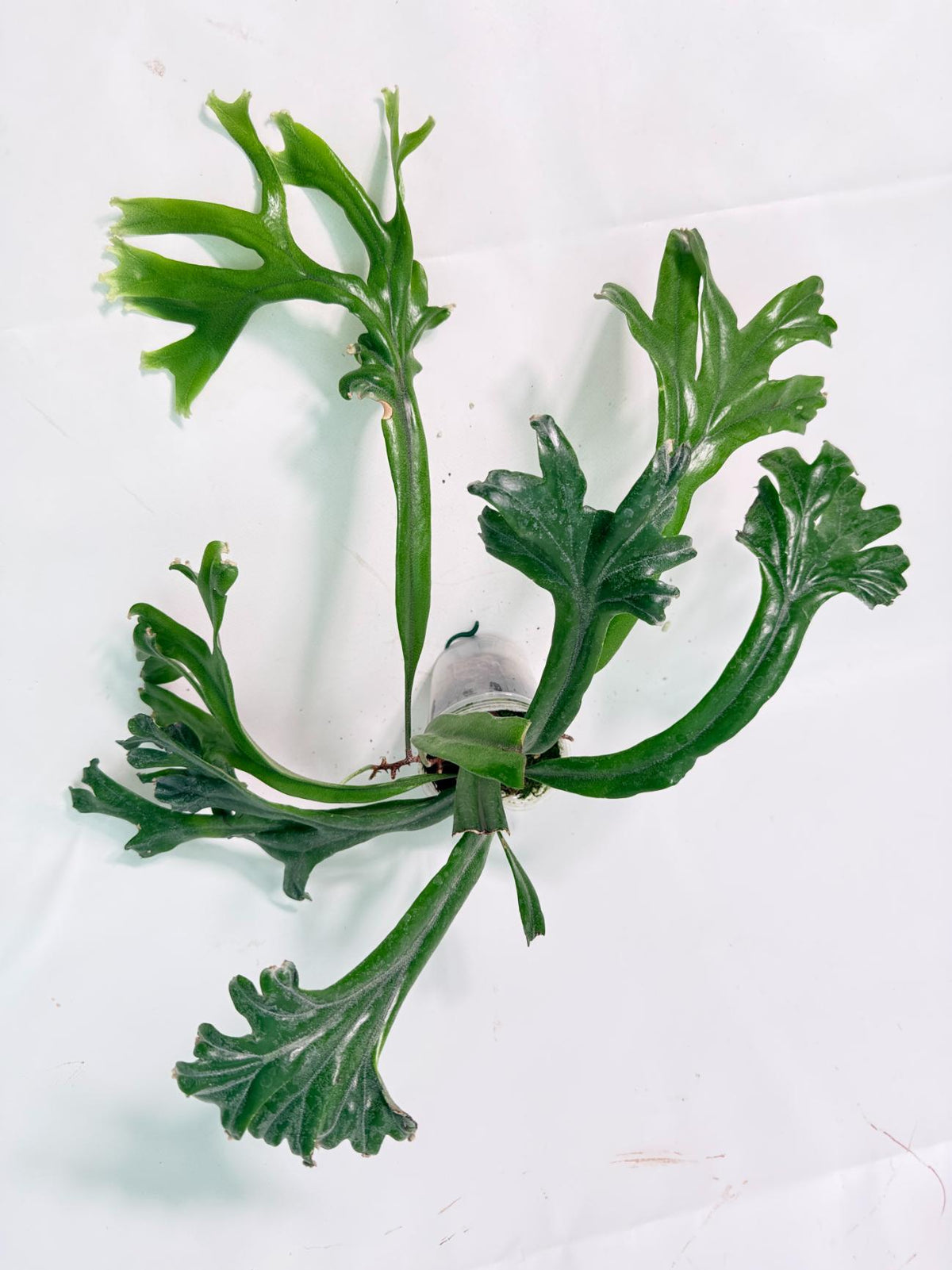 Polypodium Longifolia Crested Leaf 01