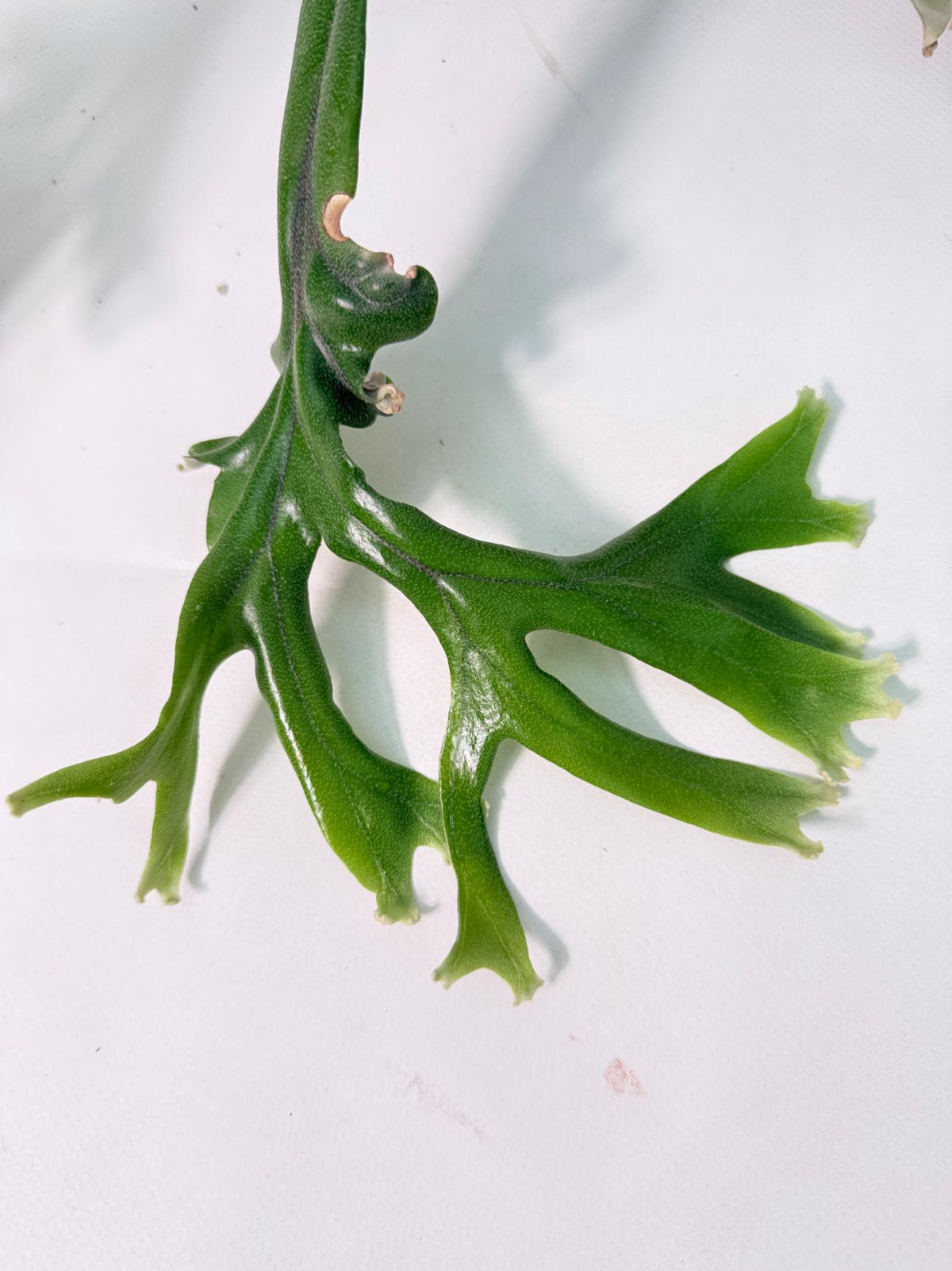 Polypodium Longifolia Crested Leaf 02