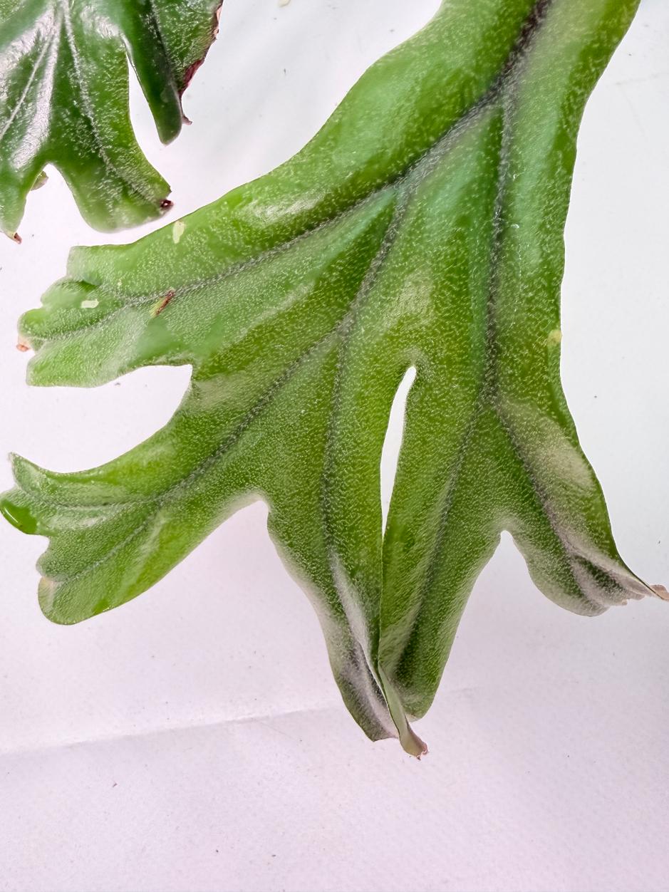 Polypodium Longifolia Crested Leaf 03