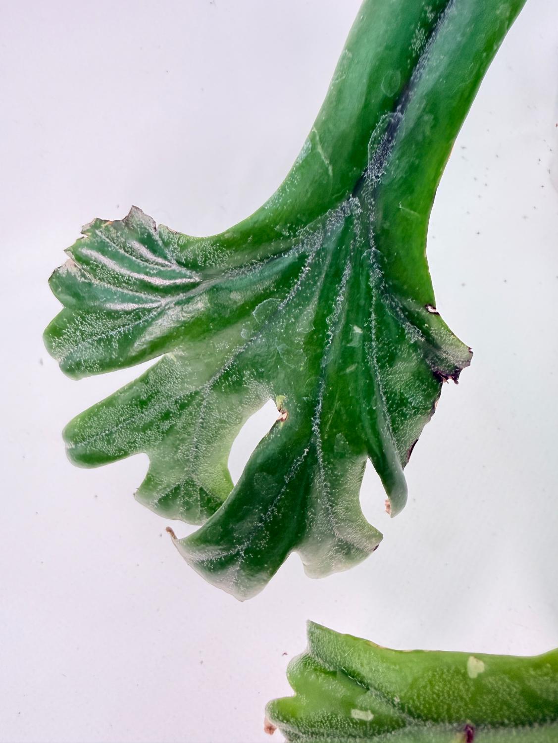Polypodium Longifolia Crested Leaf 04