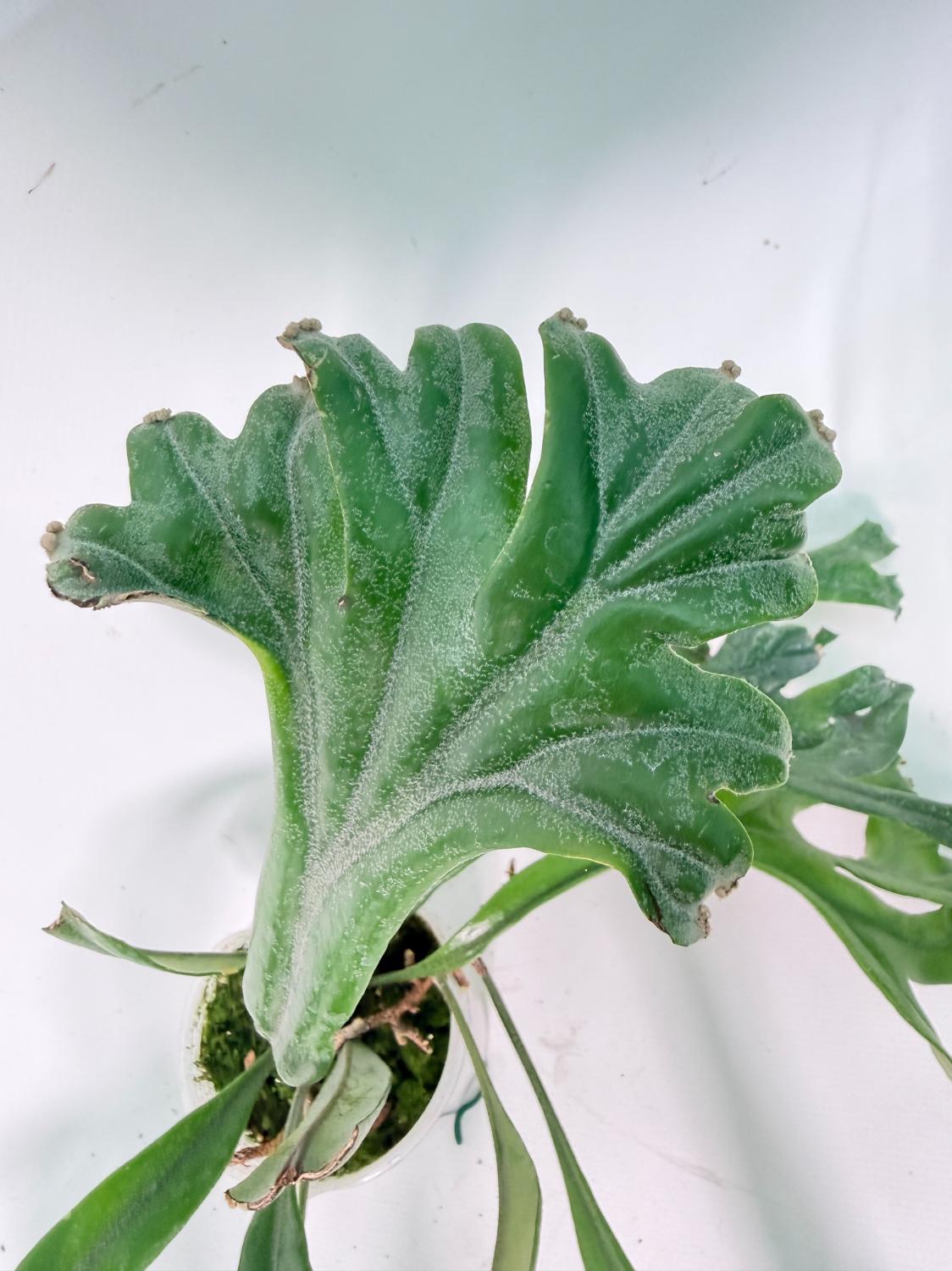 Polypodium Longifolia Crested Leaf 05