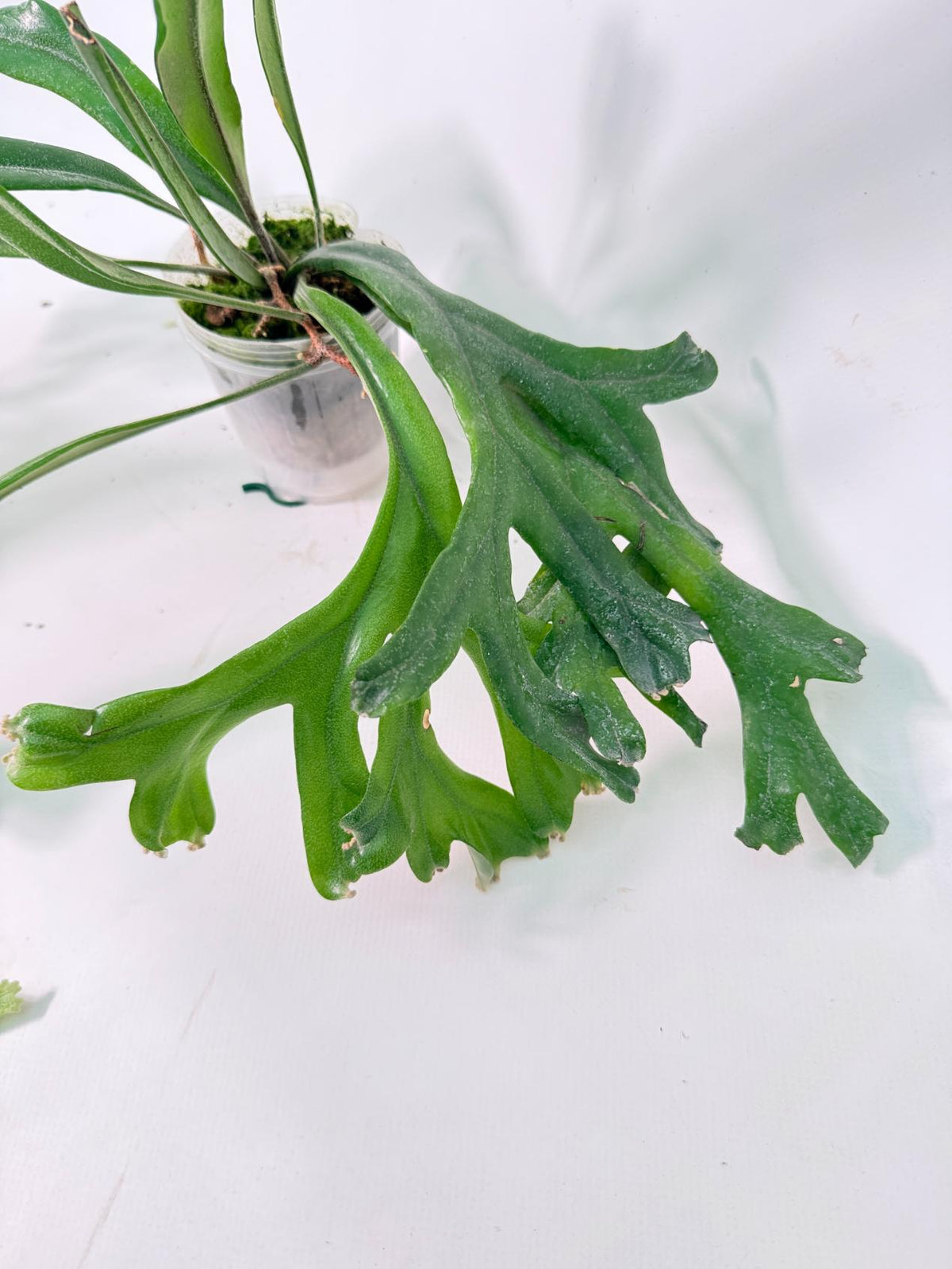 Polypodium Longifolia Crested Leaf 06