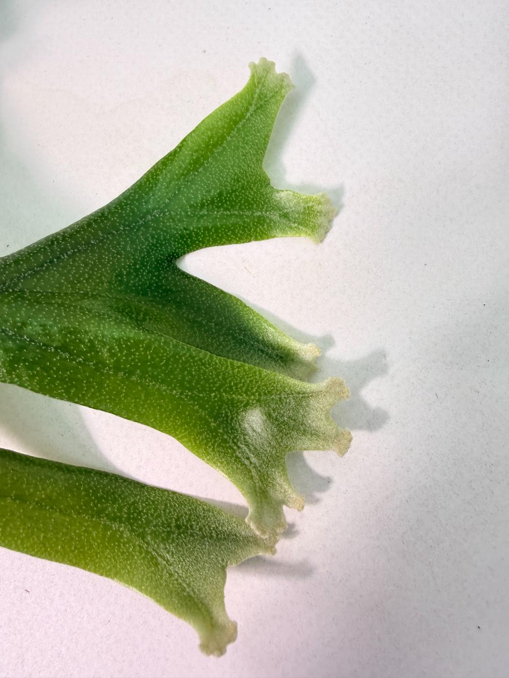 Polypodium Longifolia Crested Leaf 08