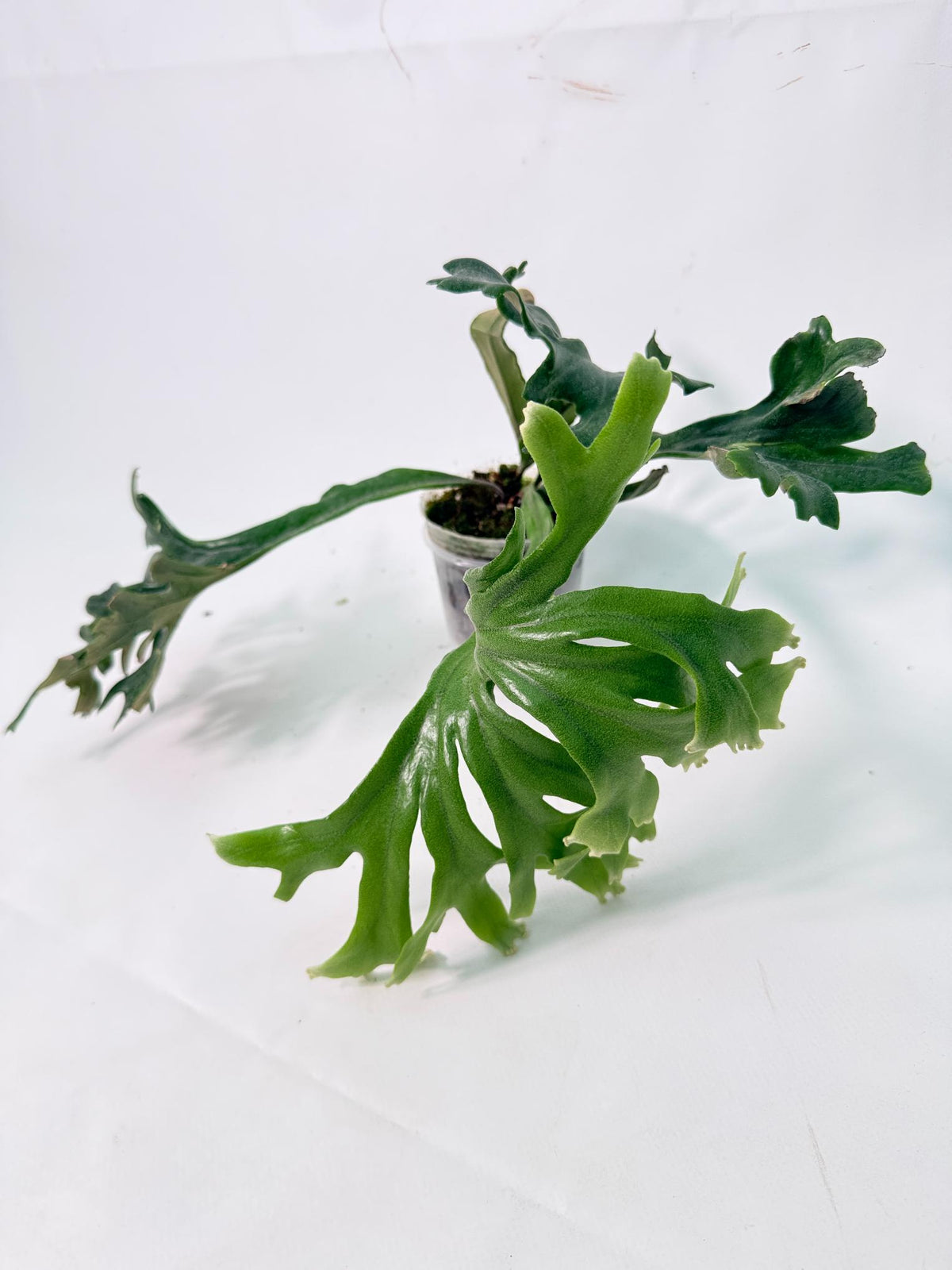 Polypodium Longifolia Crested Leaf 09