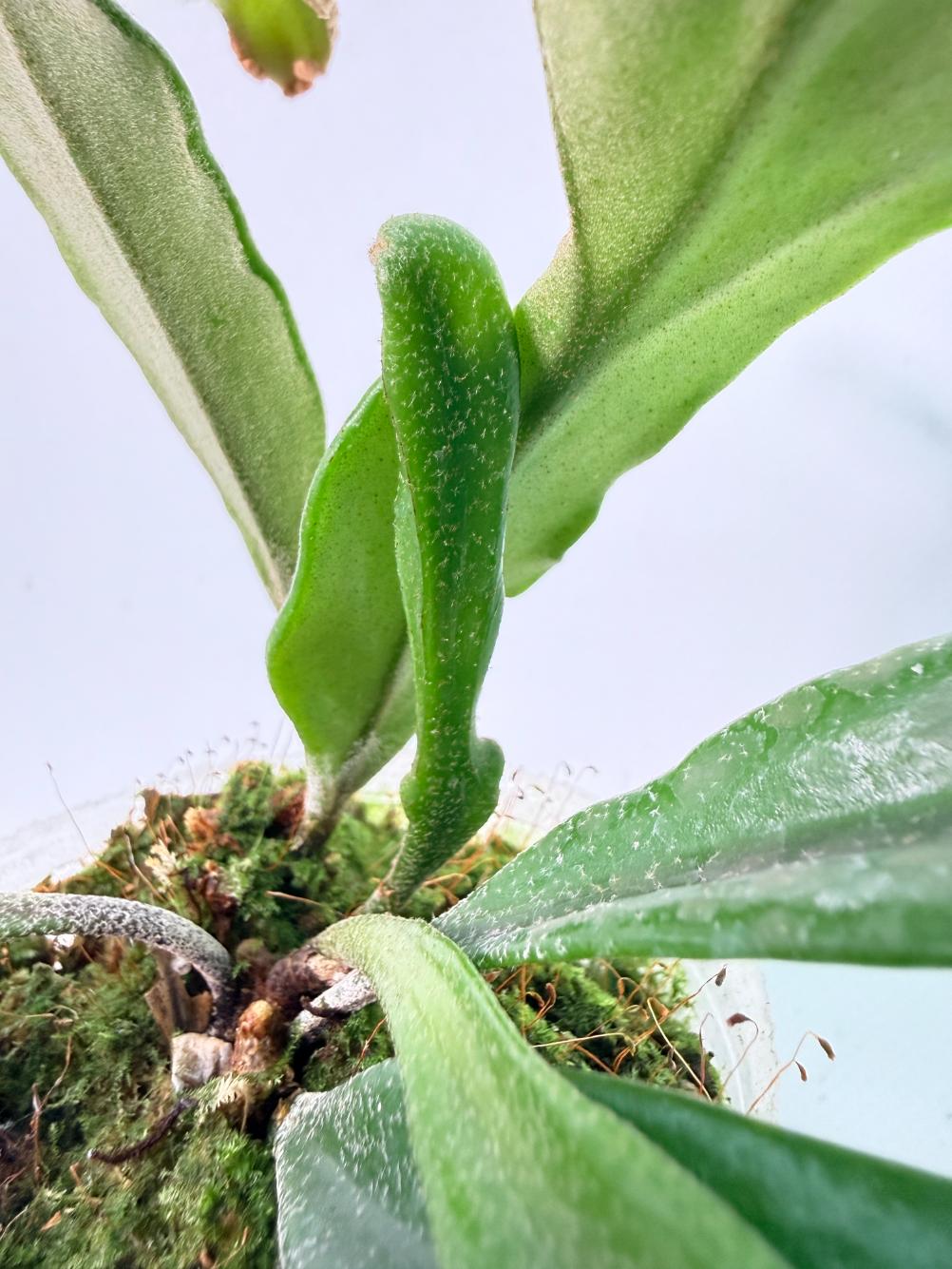 Polypodium Longifolia Crested Leaf 10