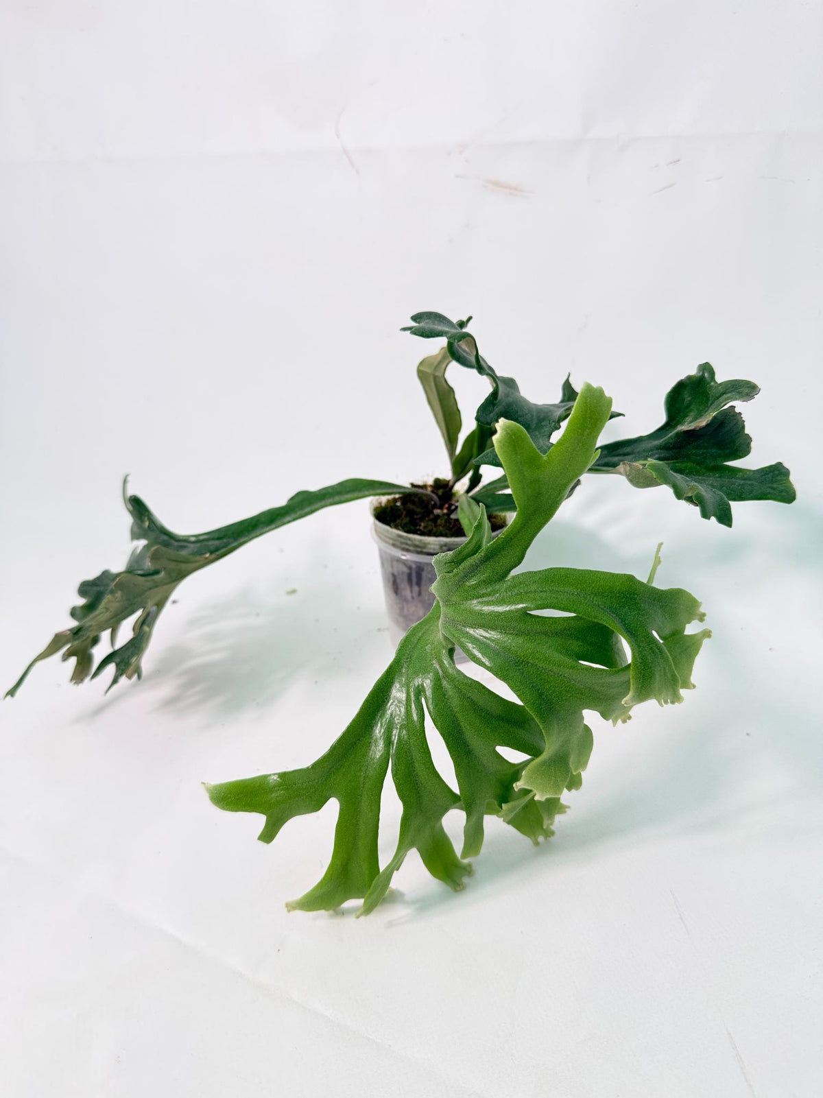 Polypodium Longifolia Crested Leaf 01