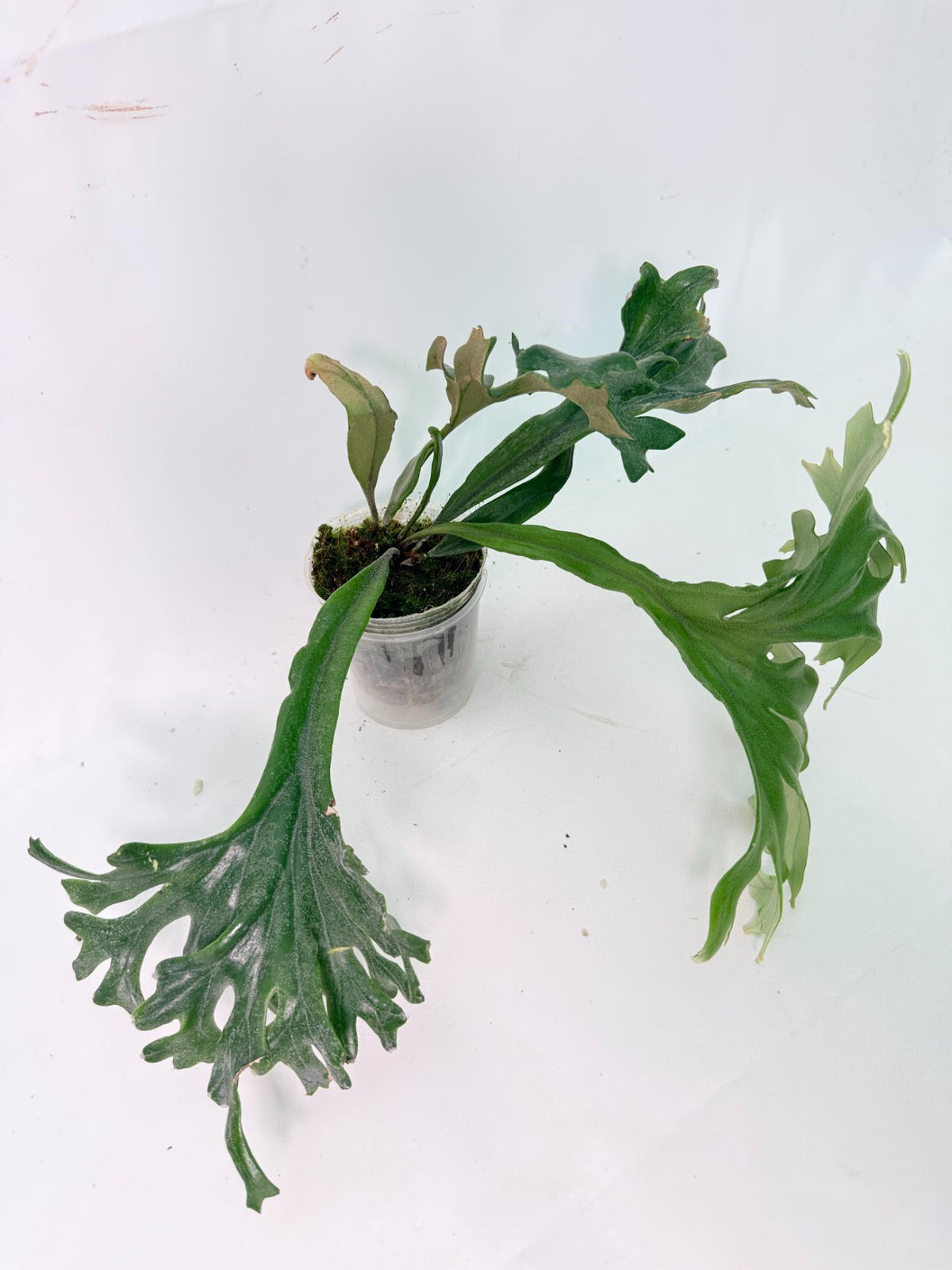 Polypodium Longifolia Crested Leaf 02