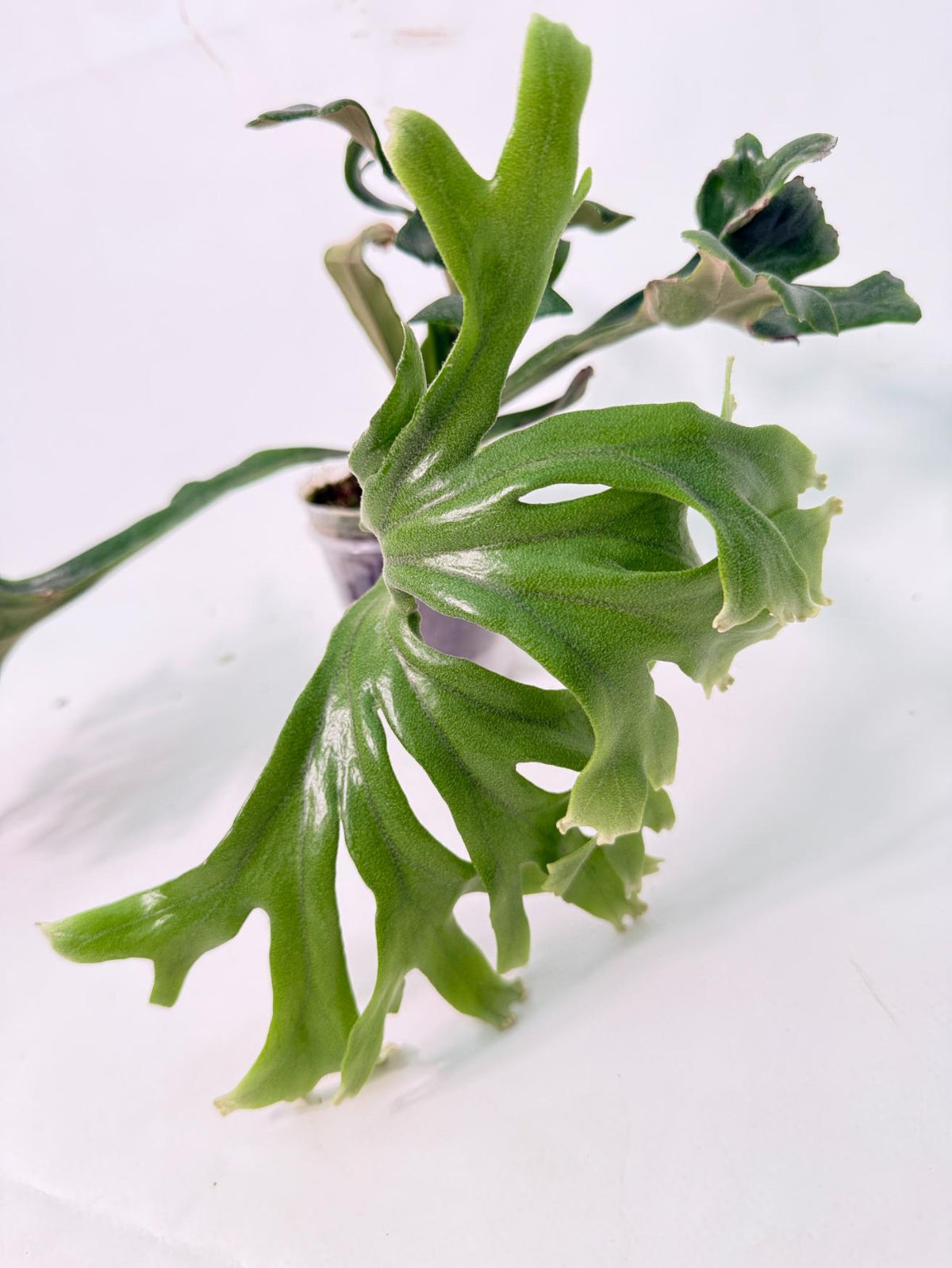 Polypodium Longifolia Crested Leaf 03
