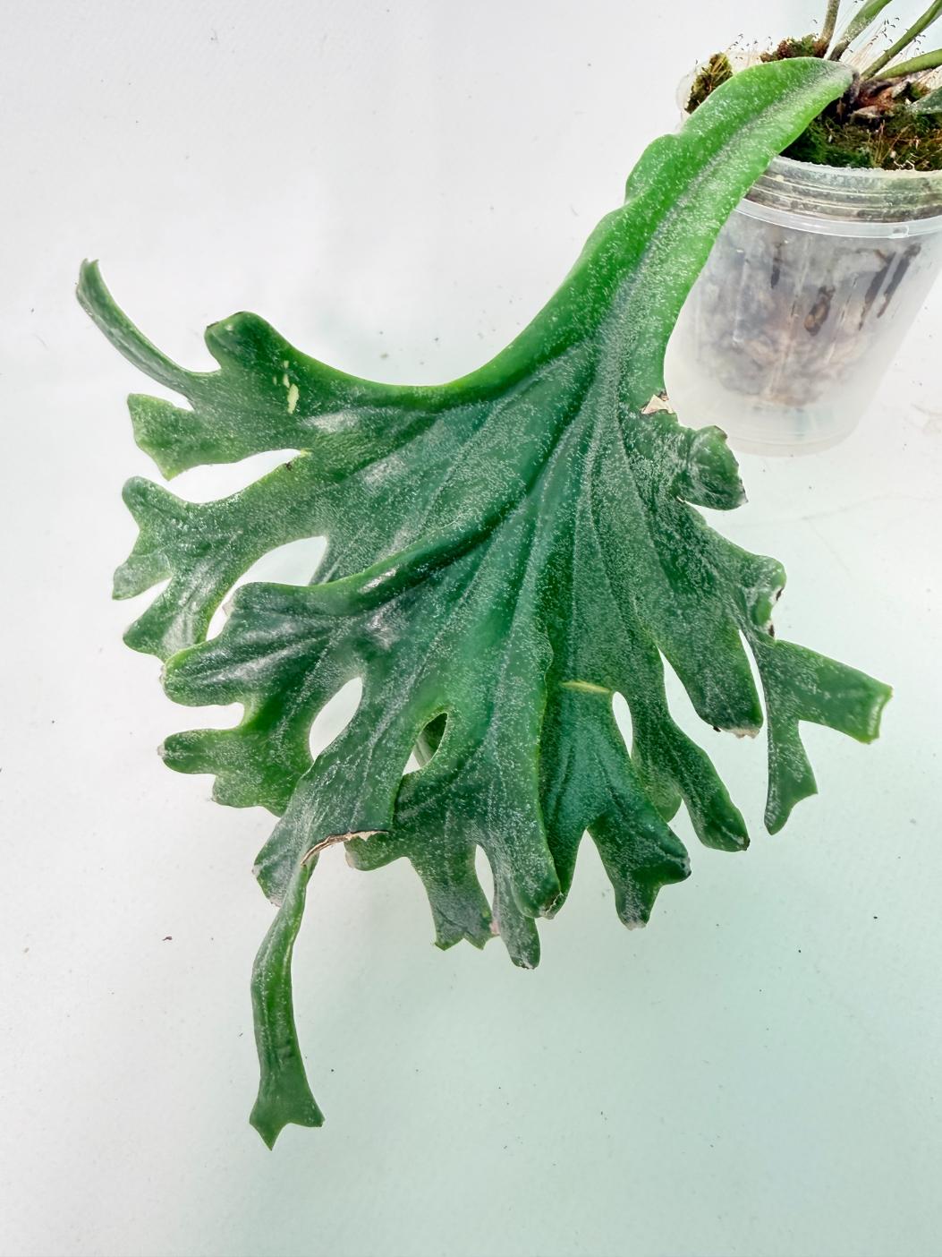 Polypodium Longifolia Crested Leaf 04