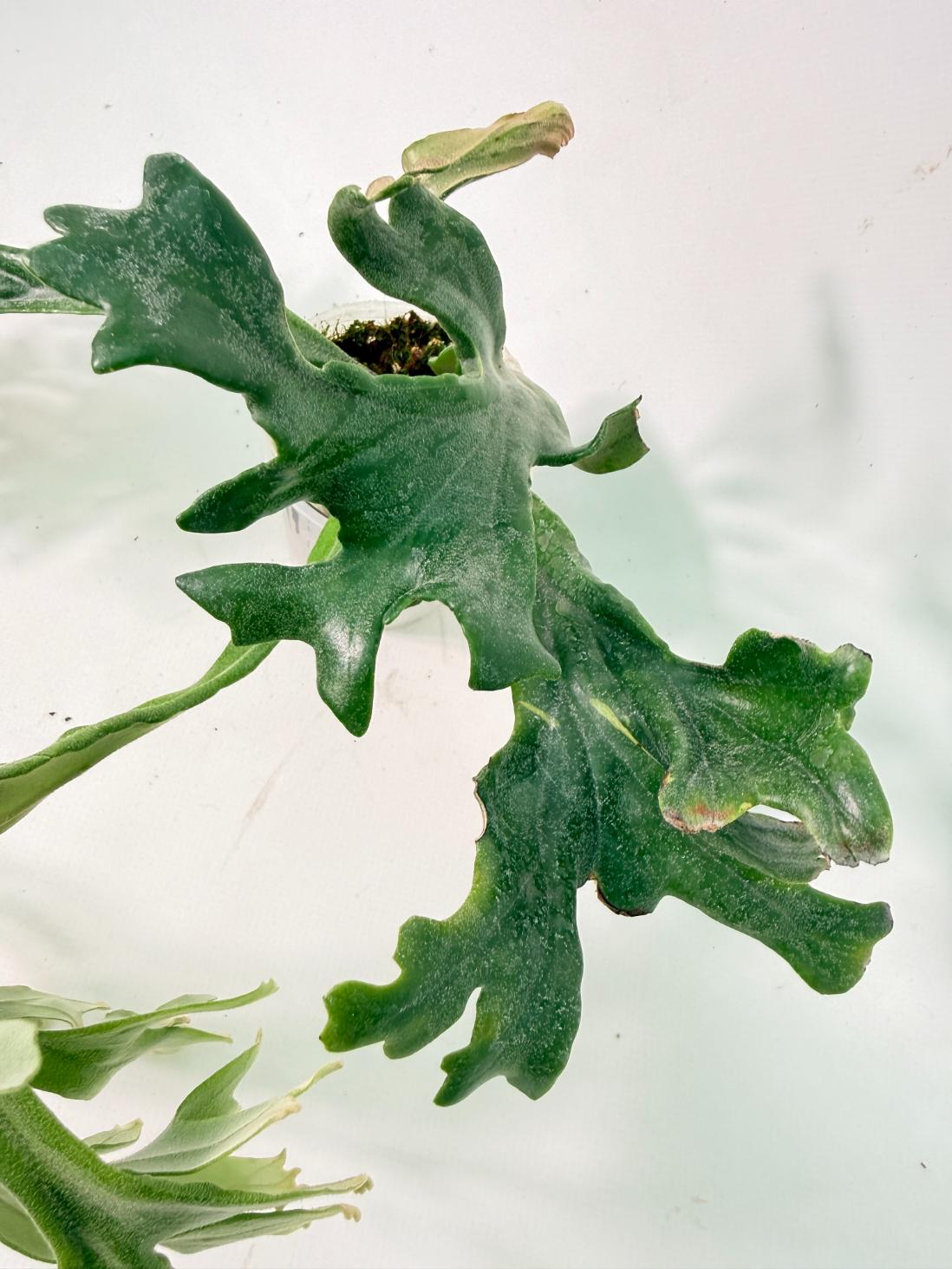 Polypodium Longifolia Crested Leaf 05