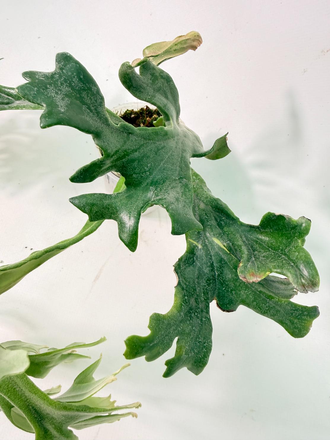 Polypodium Longifolia Crested Leaf 06