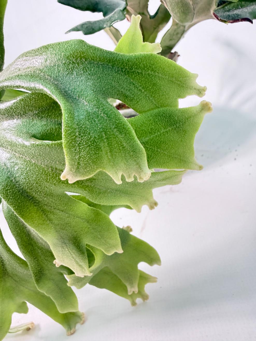 Polypodium Longifolia Crested Leaf 07
