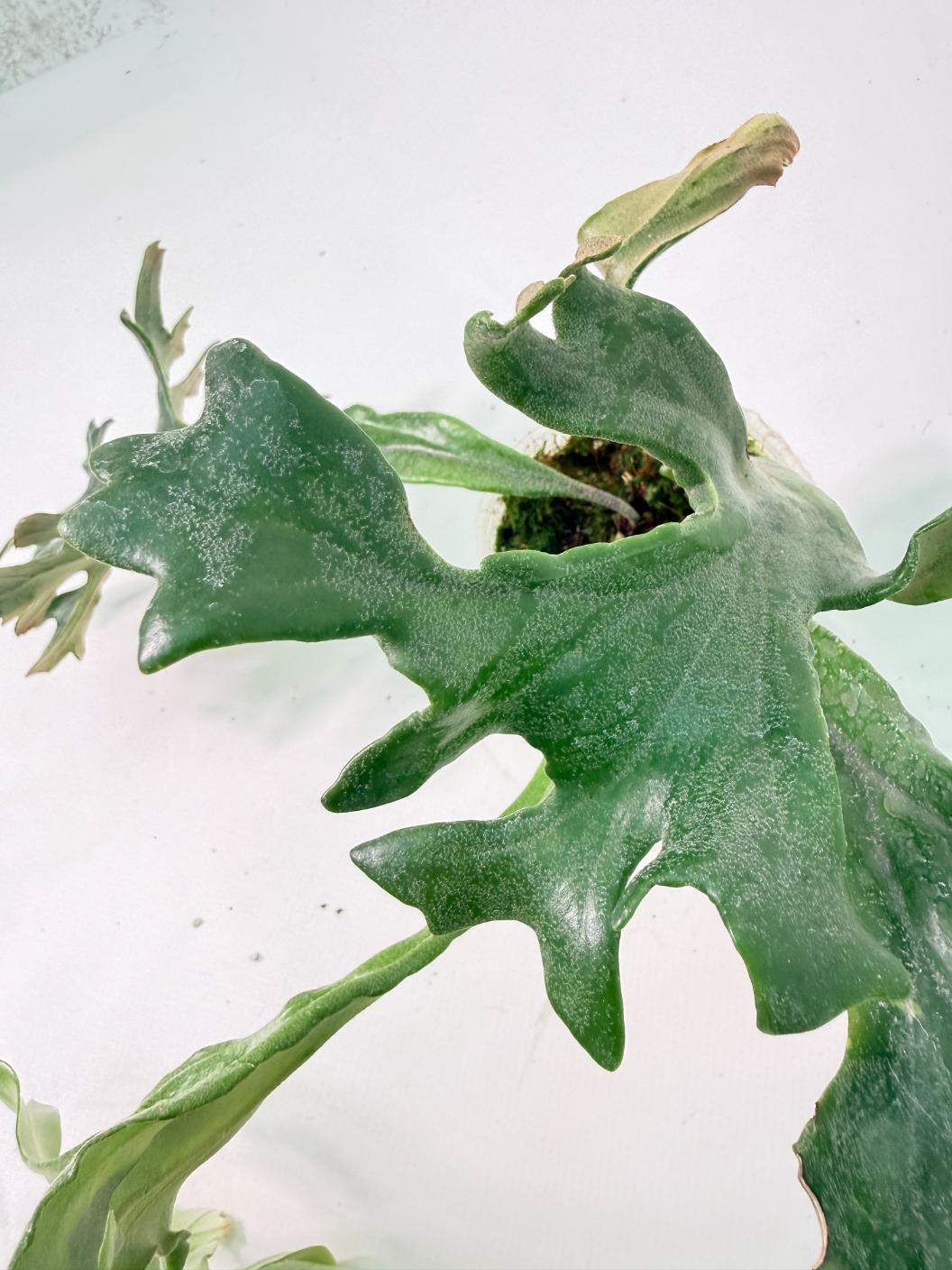 Polypodium Longifolia Crested Leaf 08