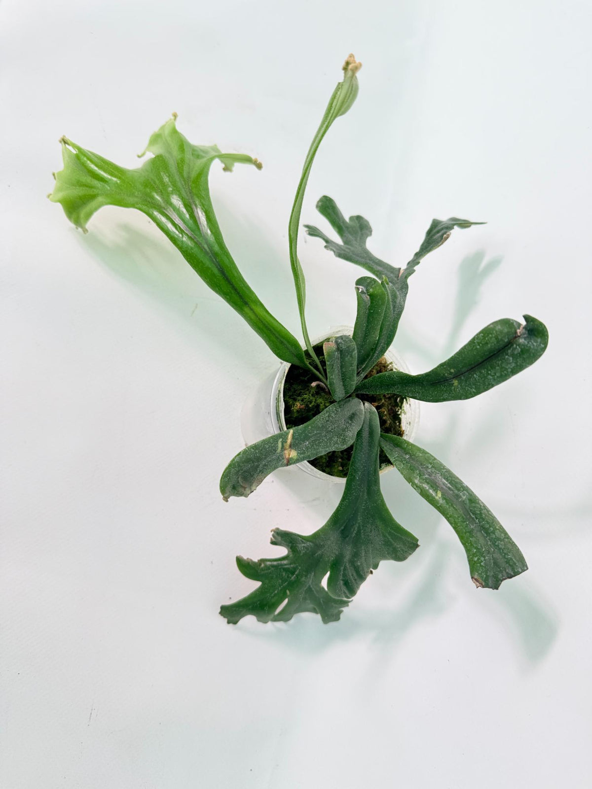 Polypodium Longifolia Crested Leaf 08
