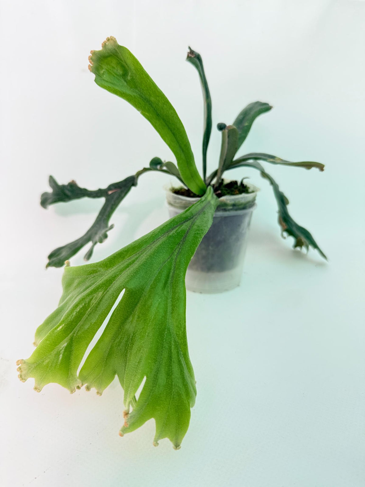 Polypodium Longifolia Crested Leaf 09