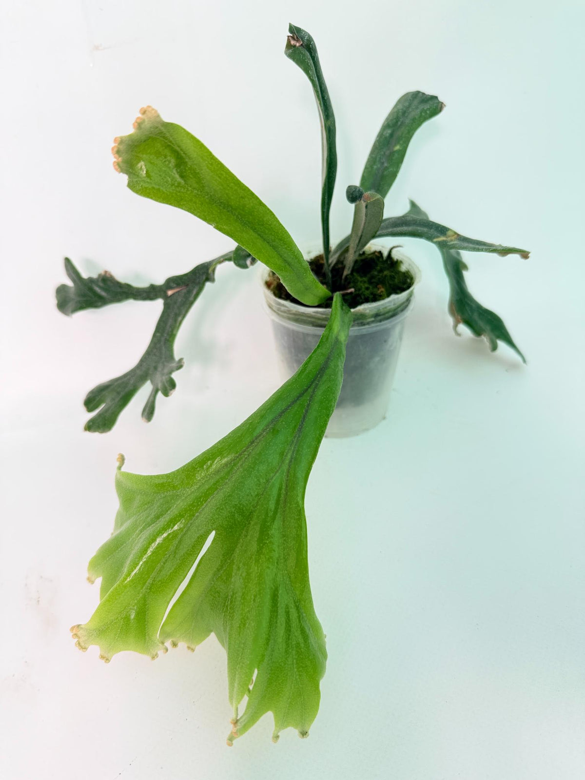 Polypodium Longifolia Crested Leaf 10